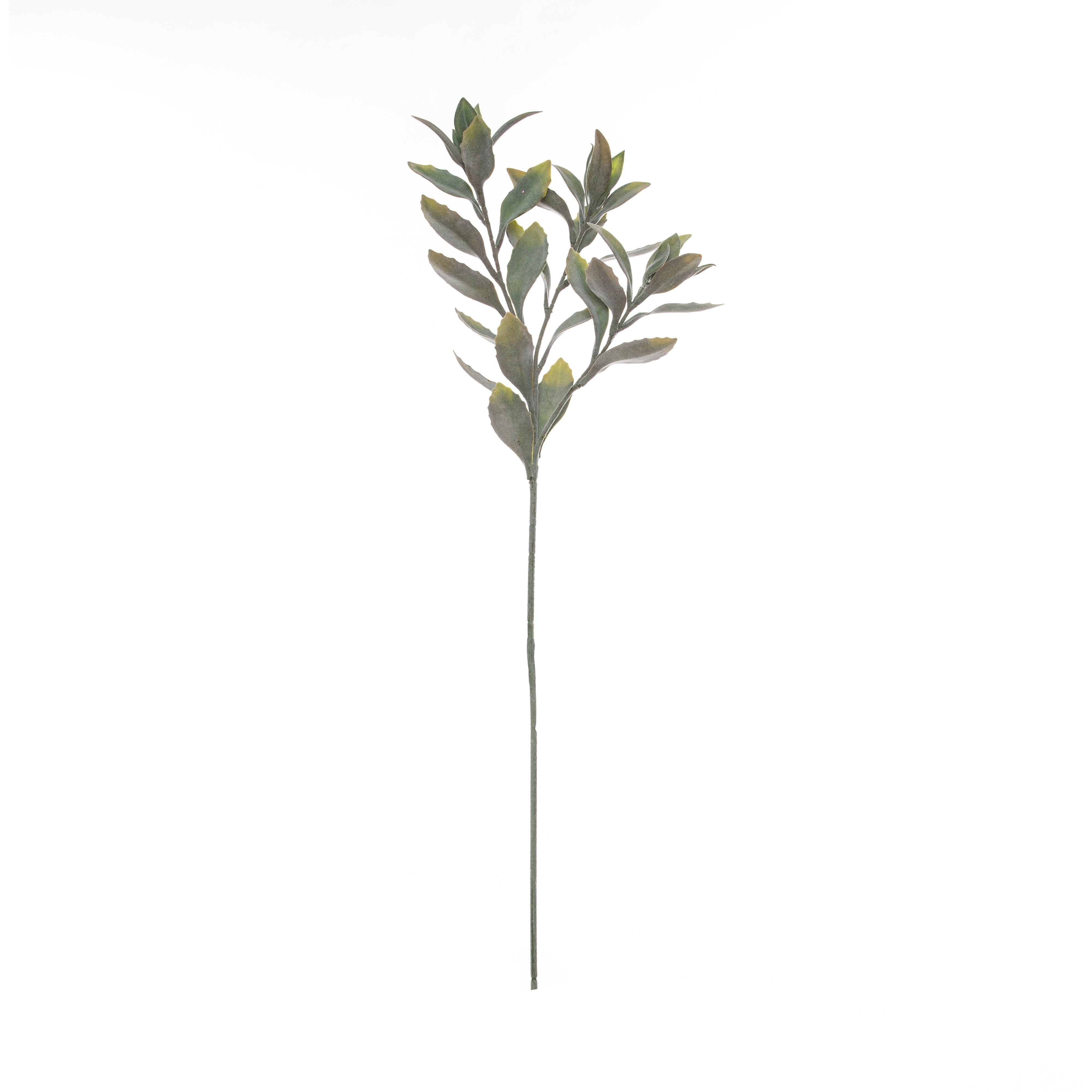 Rogue Leucadendron Leaf Stem