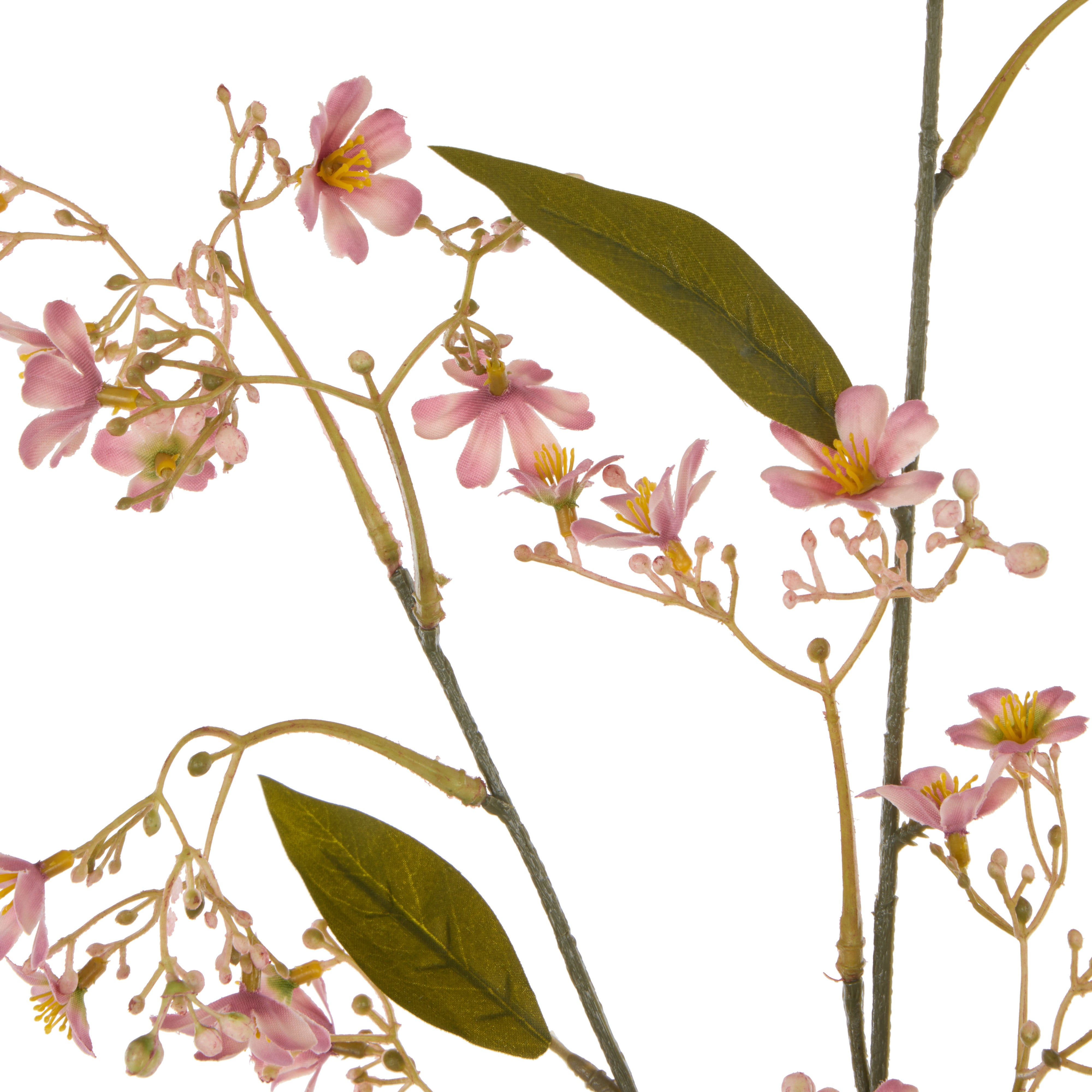 Rogue Daphne Spray Pink