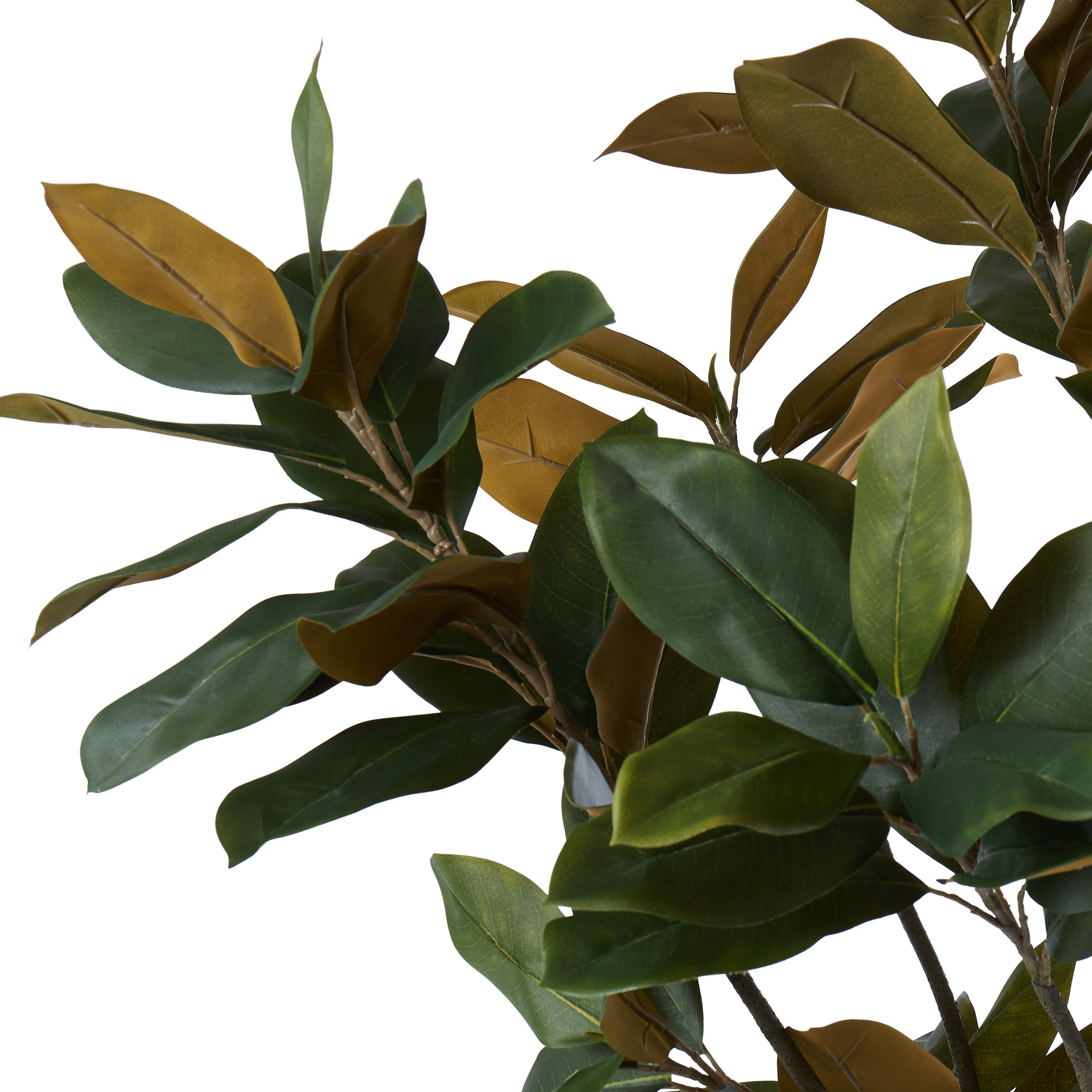 Rogue Magnolia Tree 183cm