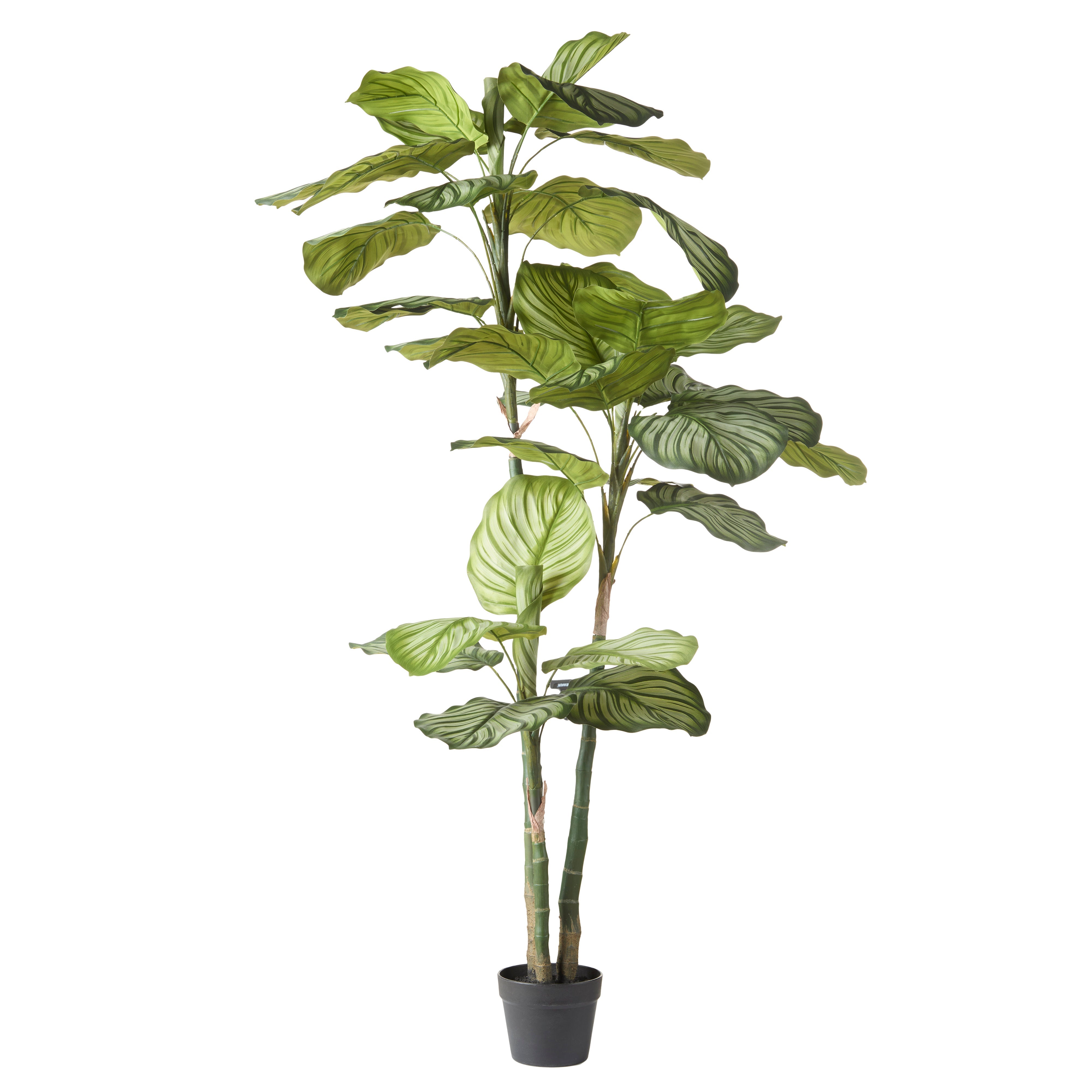 Rogue Calathea Plant - Garden Pot 152cm
