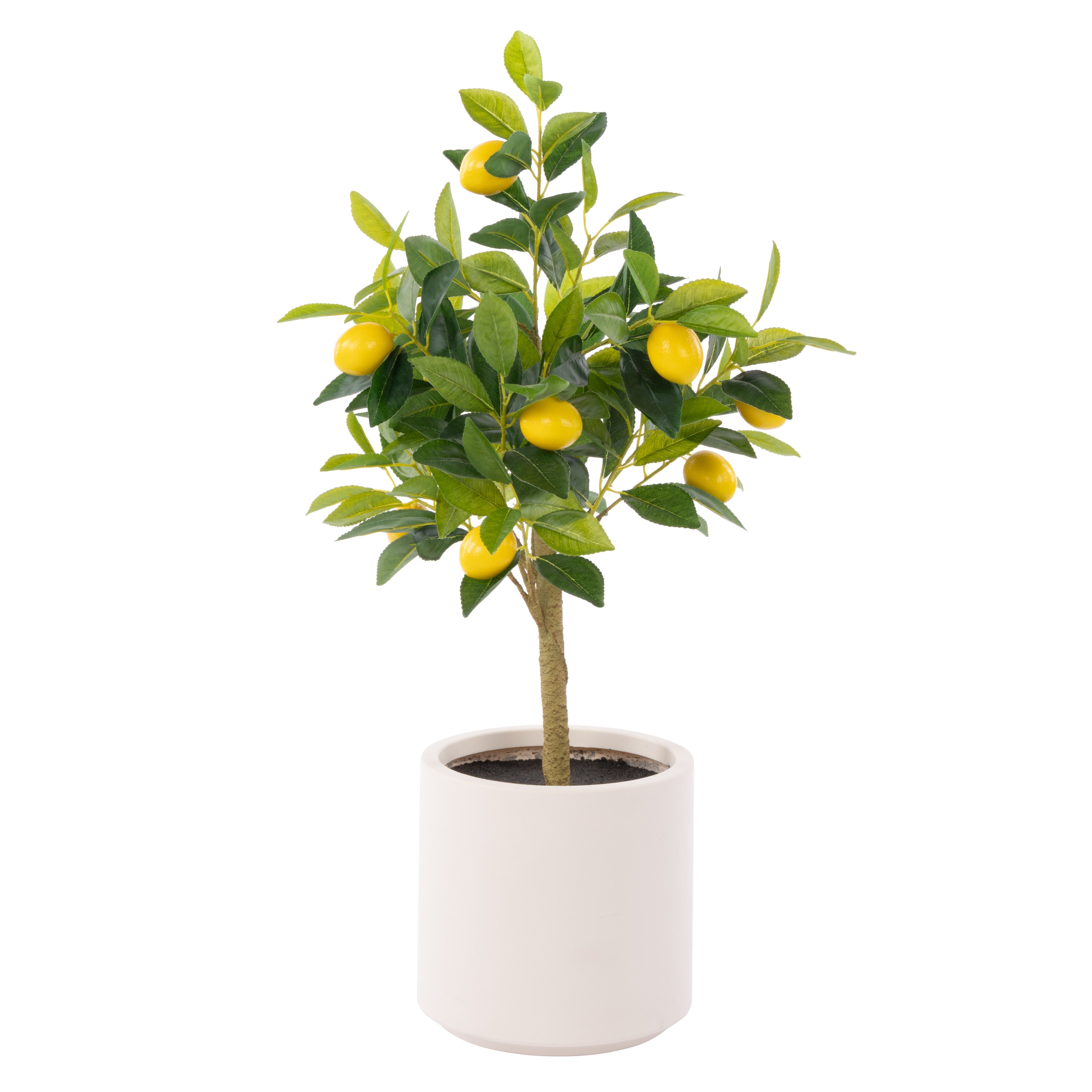 Rogue Lemon Tree Pot