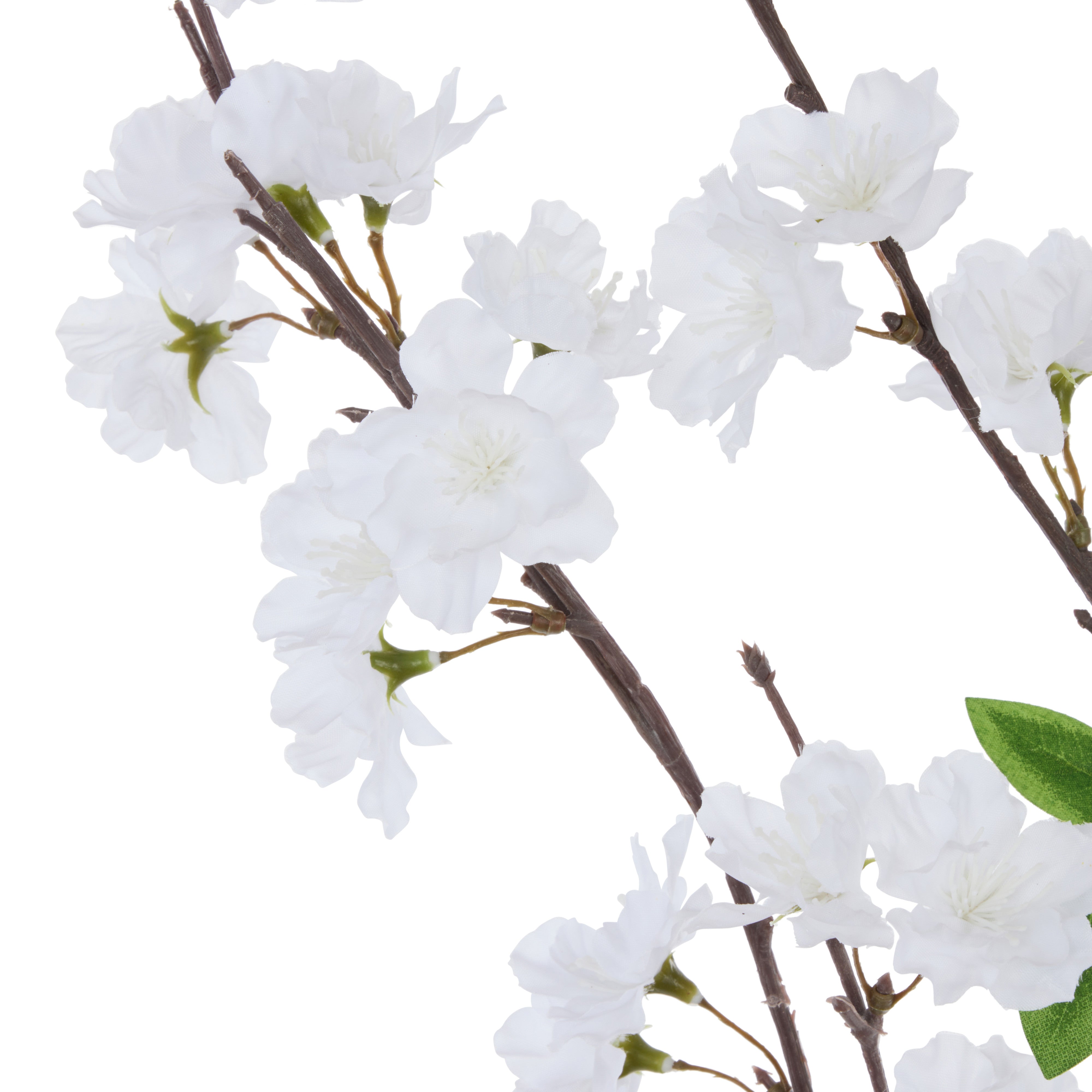 Rogue Cherry Blossom Spray White