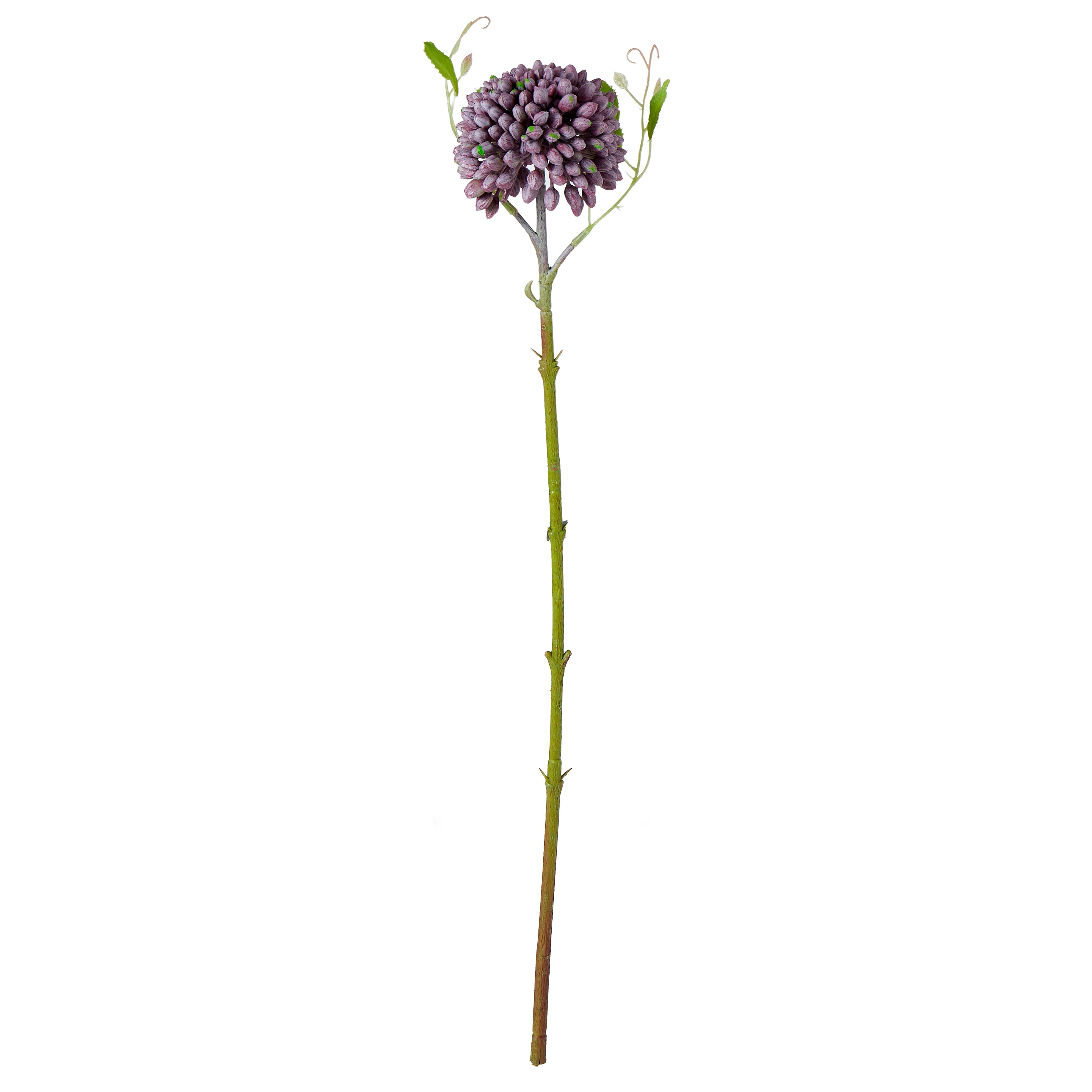 Rogue Sedum Stem