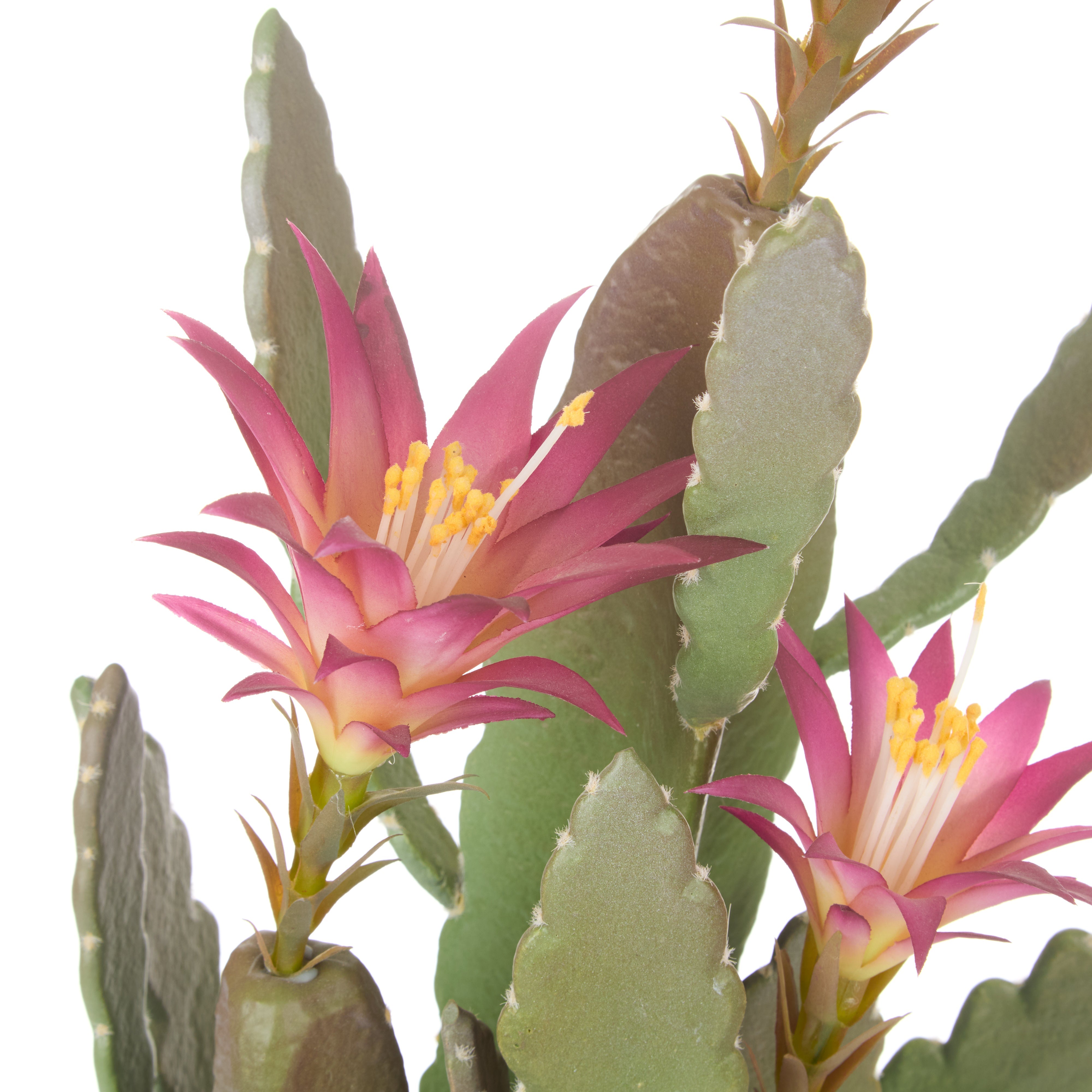 Rogue Flowering Cactus - Garden Pot Green 78.7cm