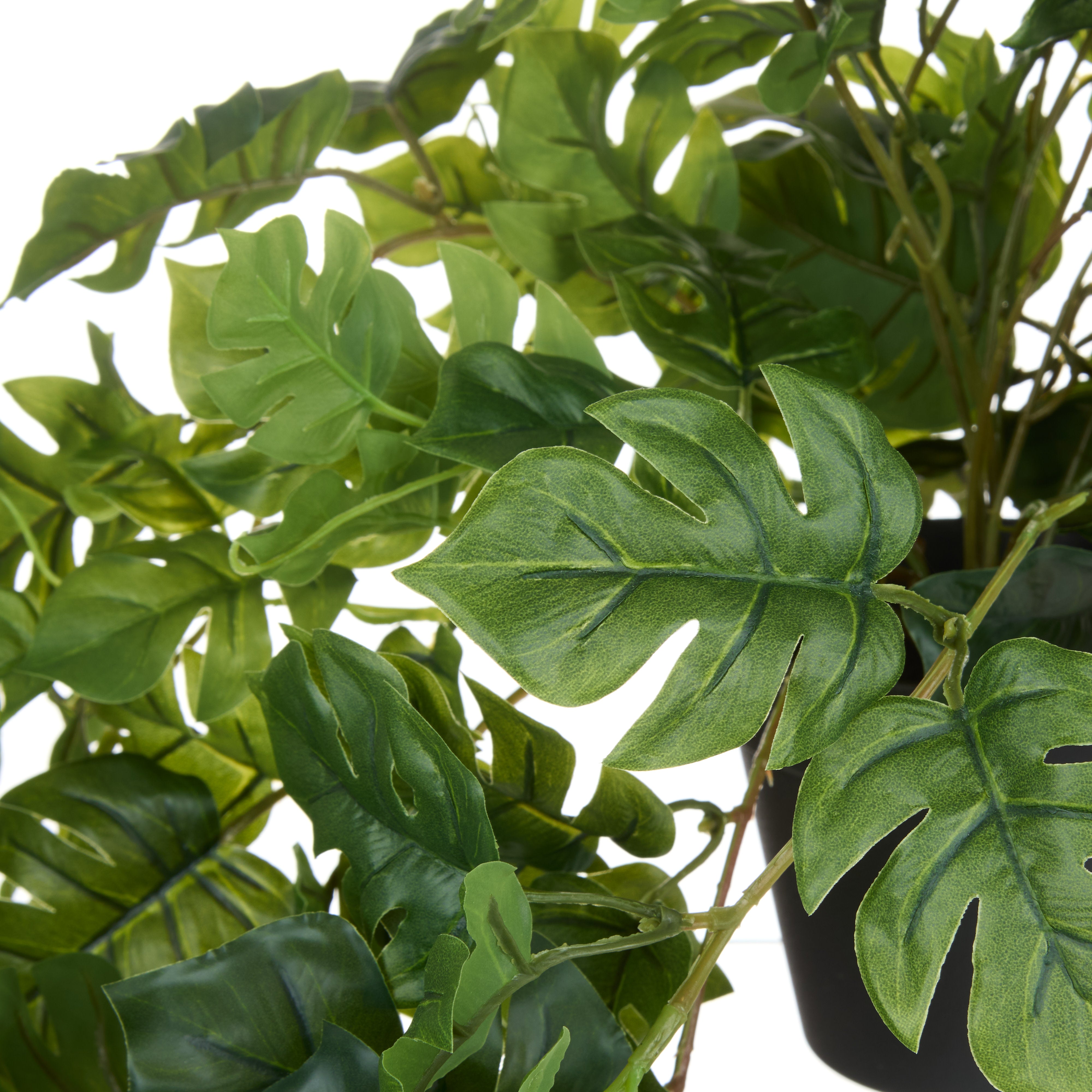 Rogue Monstera Hanging