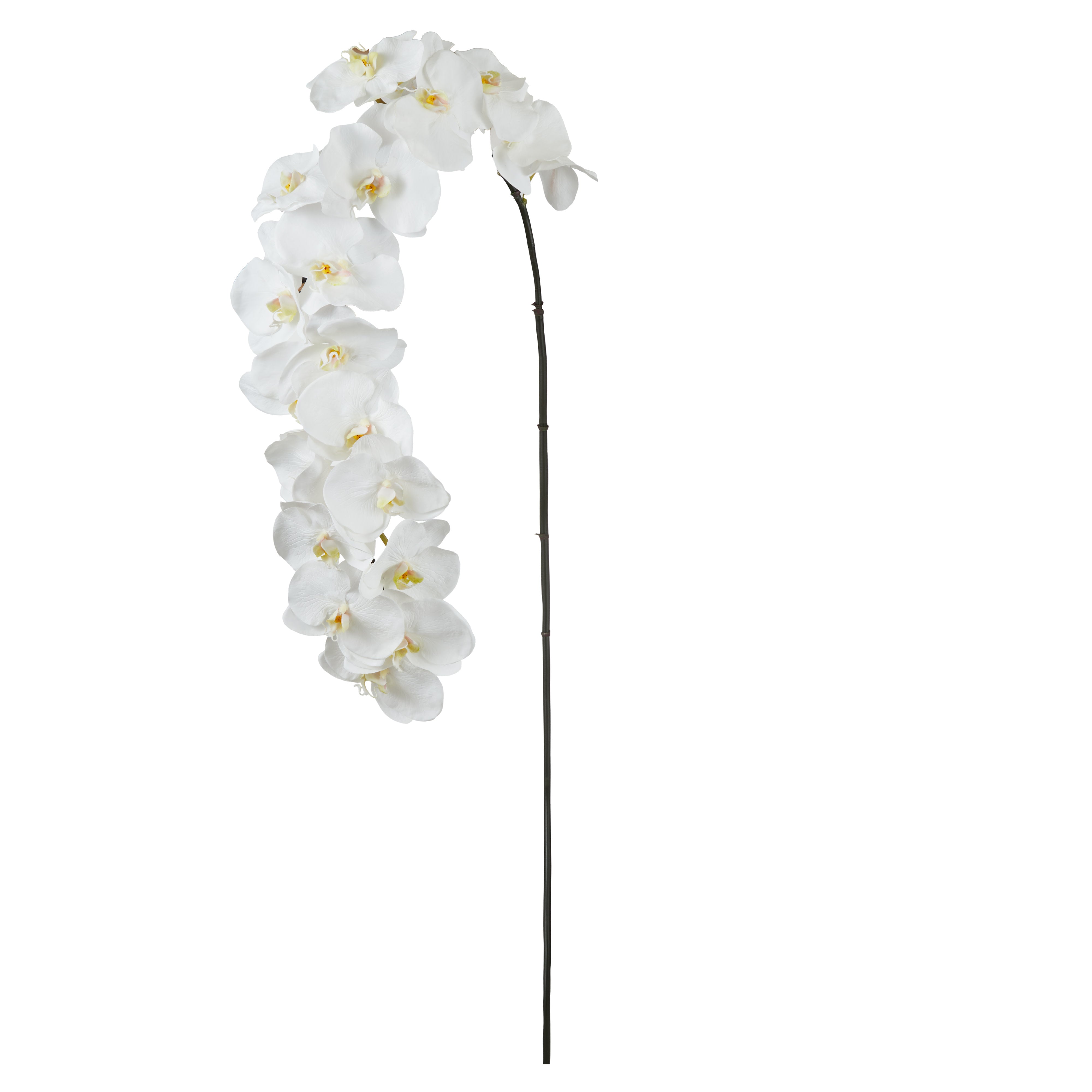Rogue Grand Phalaenopsis Stem