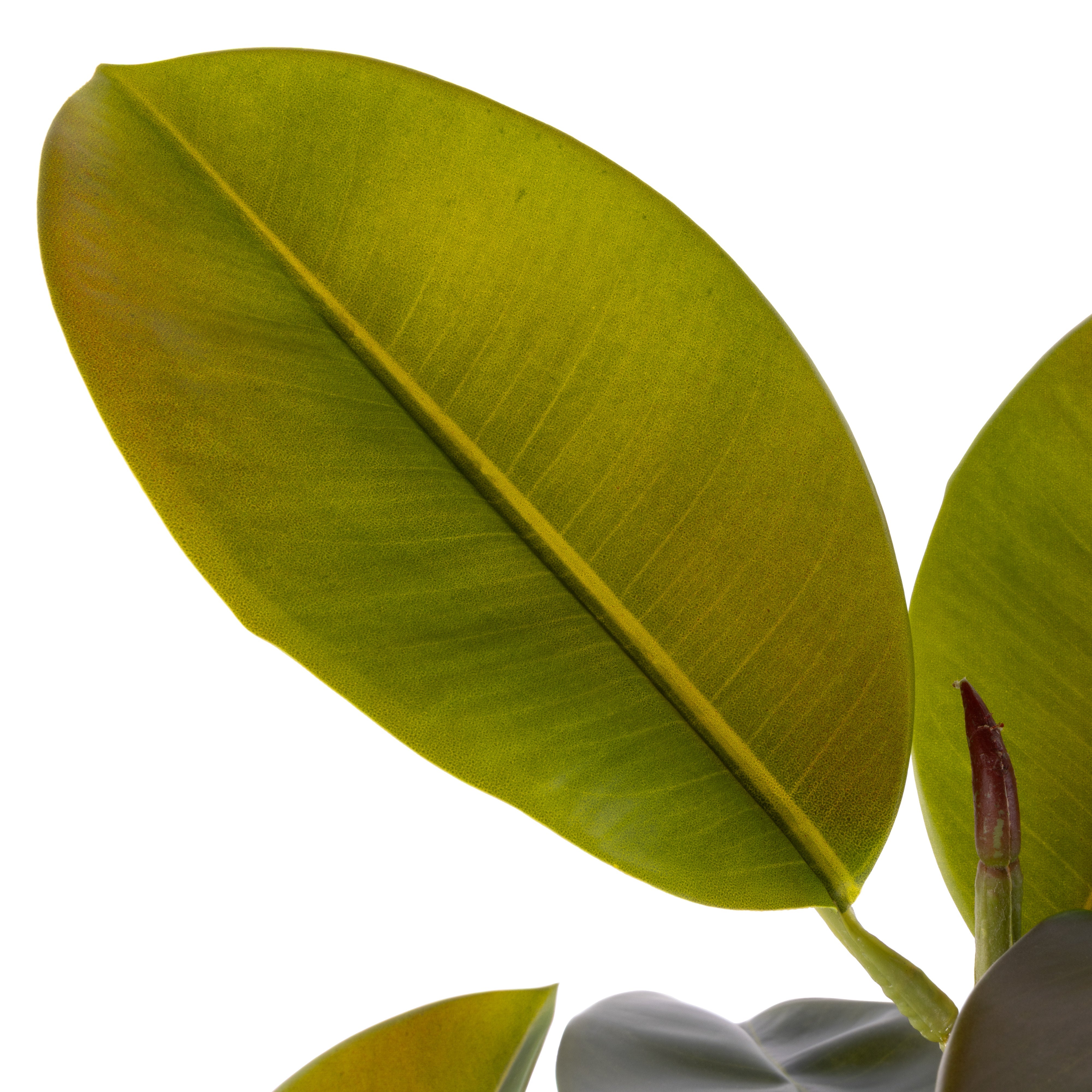 Rogue Rubber Tree Potted 150cm