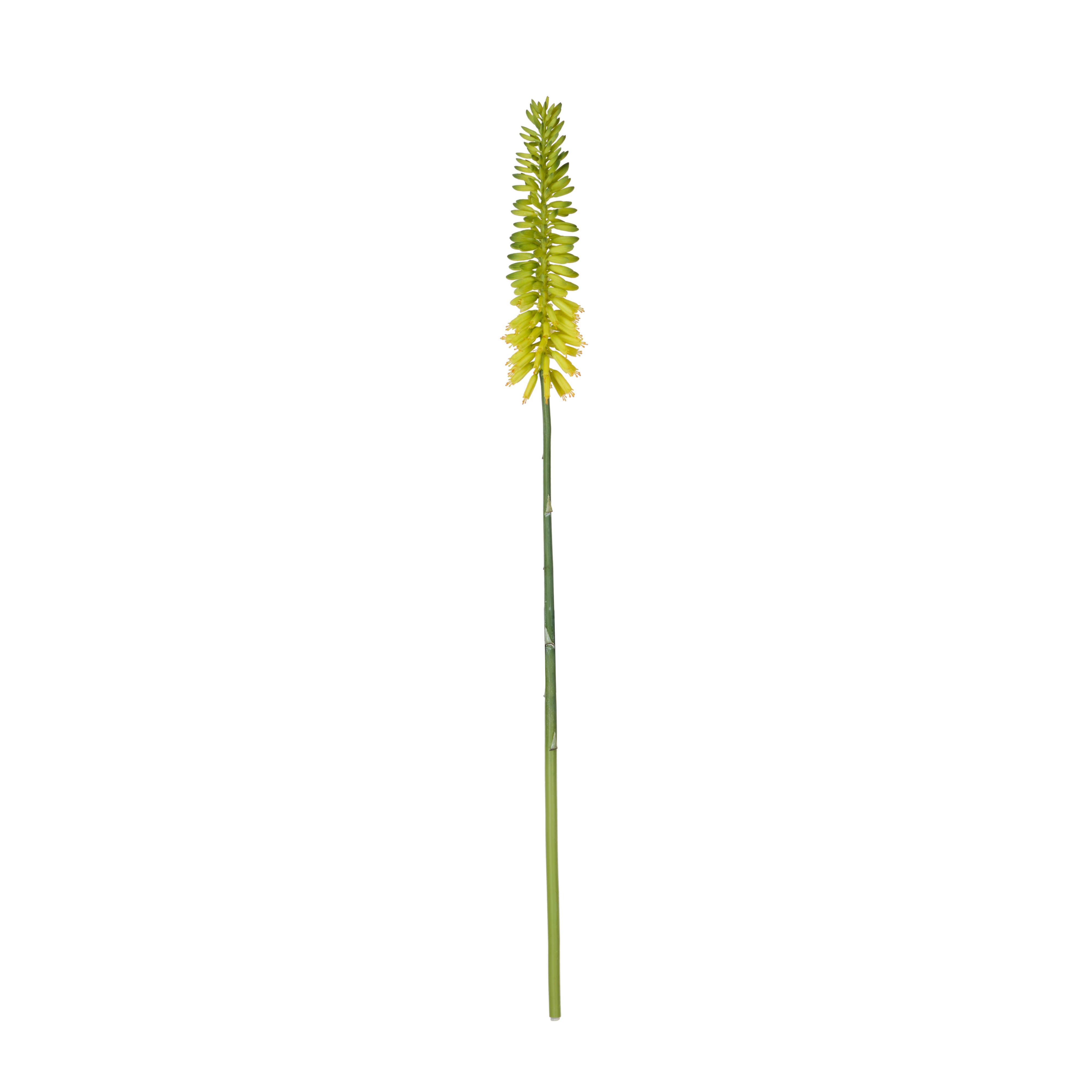 Rogue Torch Lily Stem