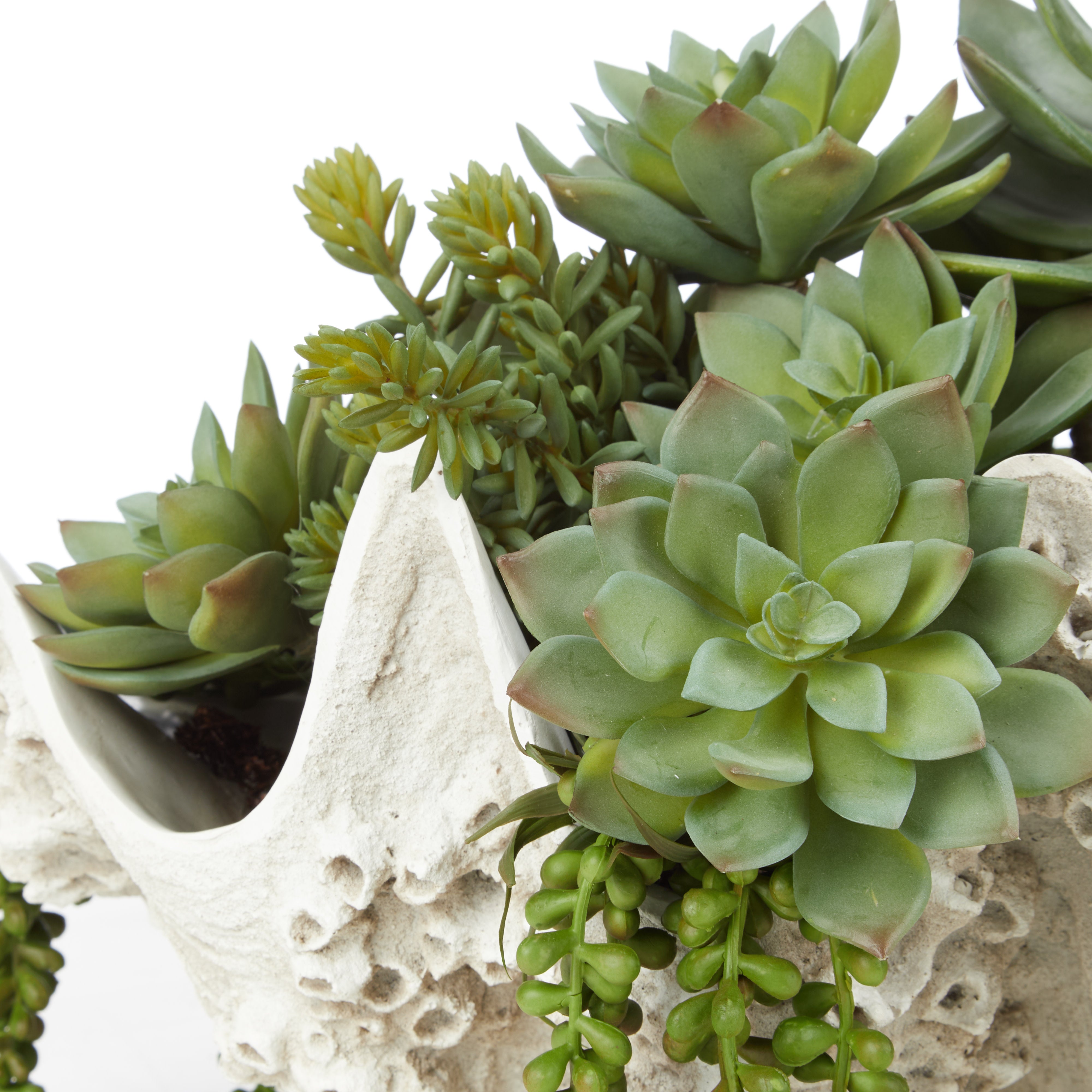 Rogue Succulent Mix - Seychelles Clam Vessel