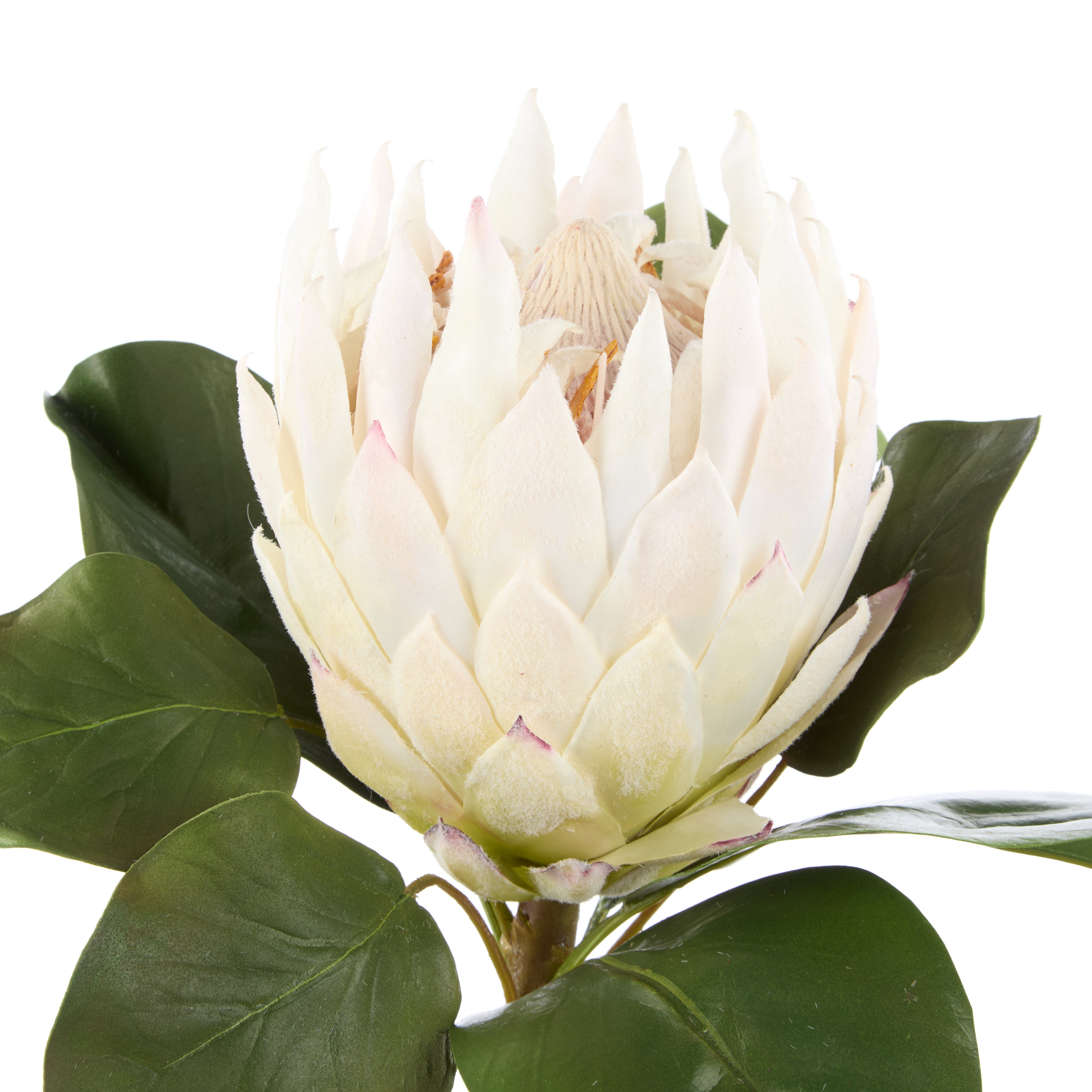 Rogue Grand Protea Stem White