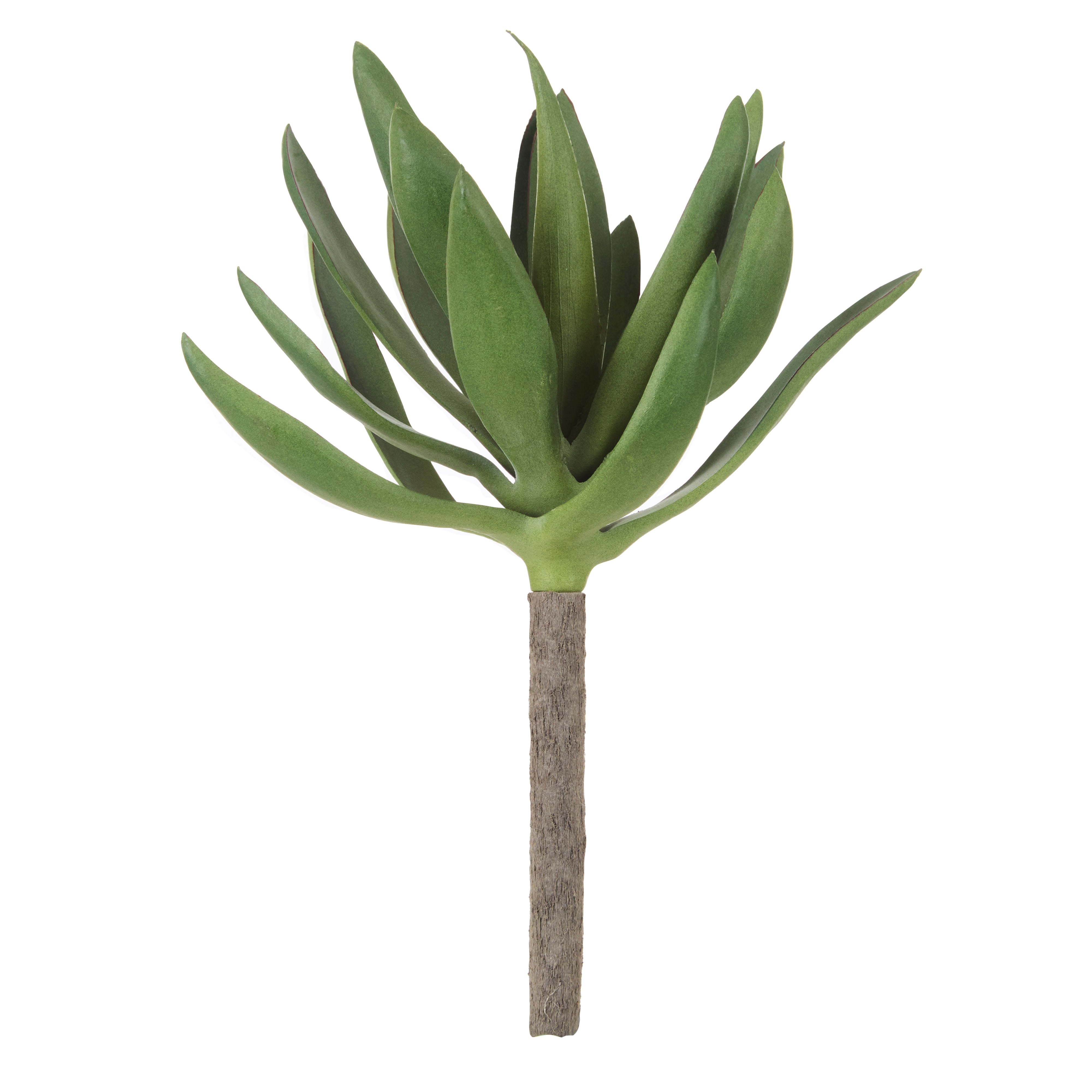 Rogue Agave 15.2cm