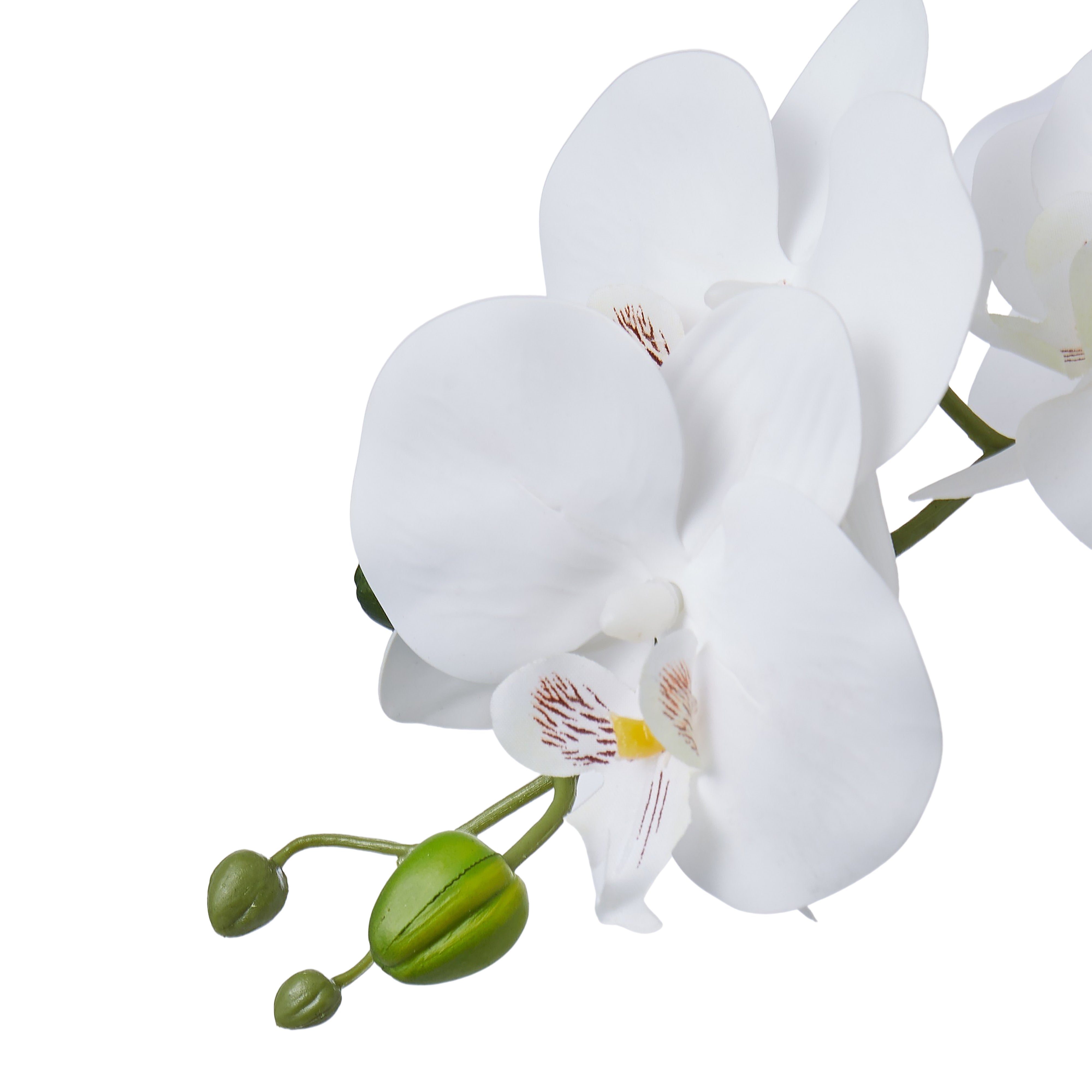 Rogue Phalaenopsis - Glass Vase White 8cm