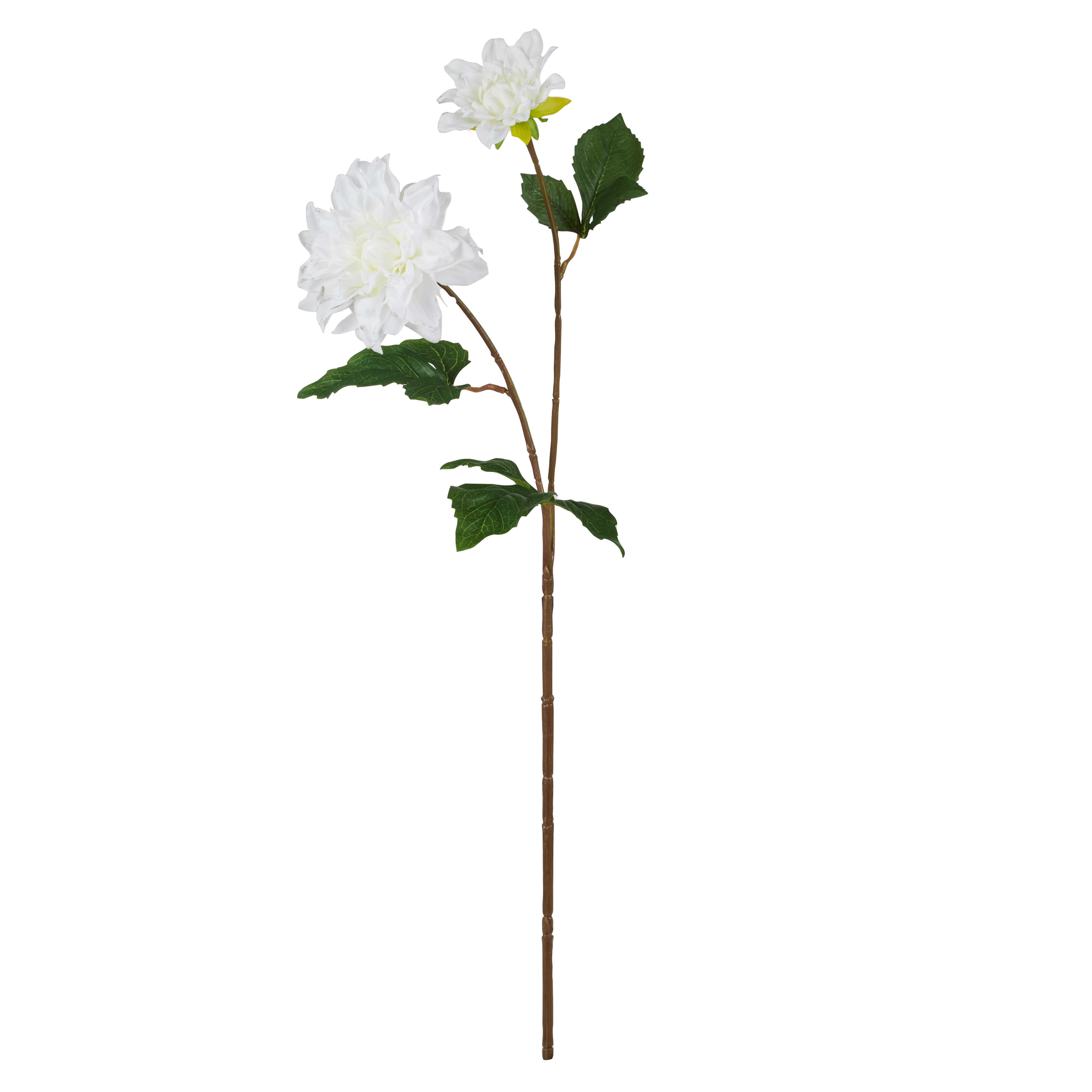 Rogue Dahlia Bud Stem White