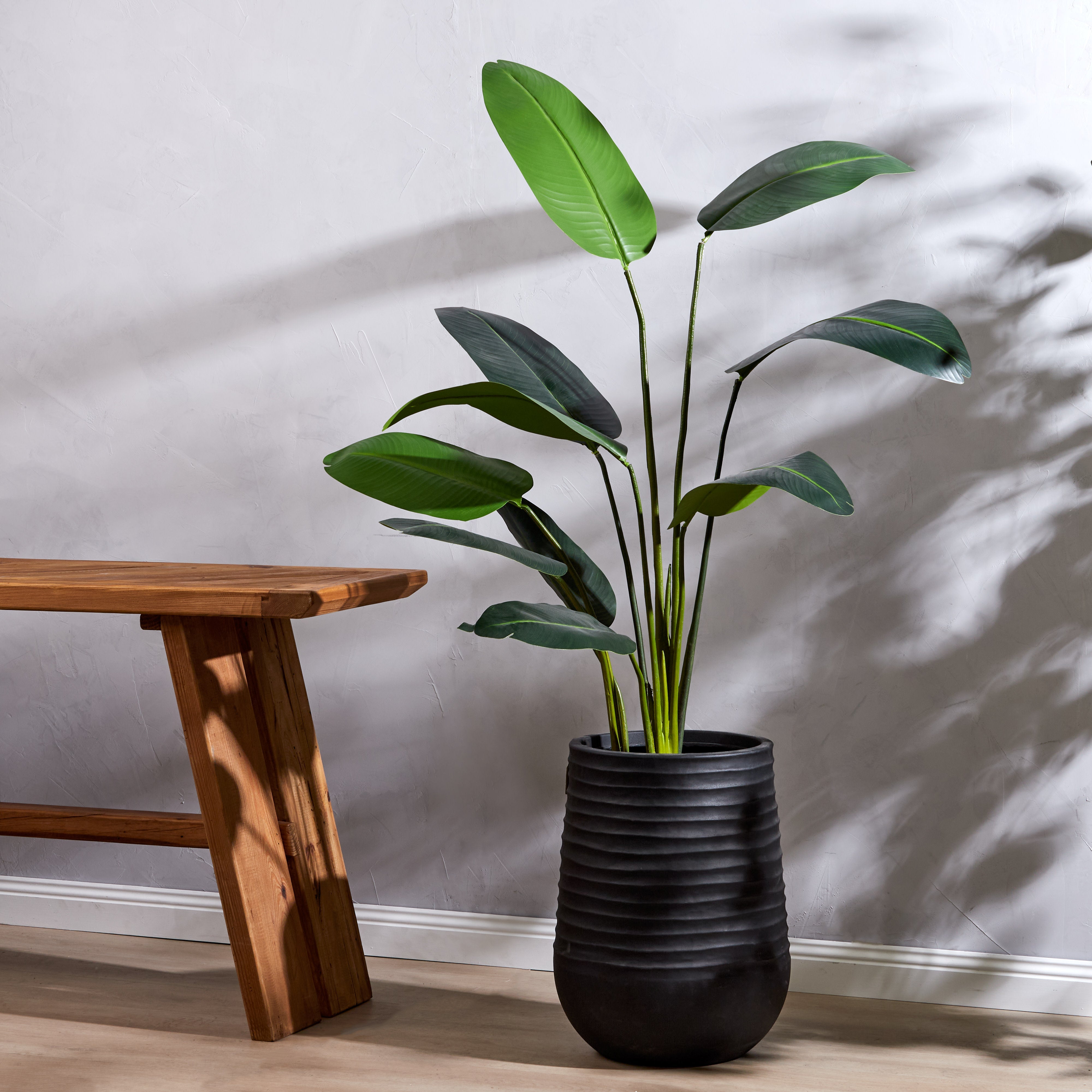 Rogue Giant Bird of Paradise Plant 152cm