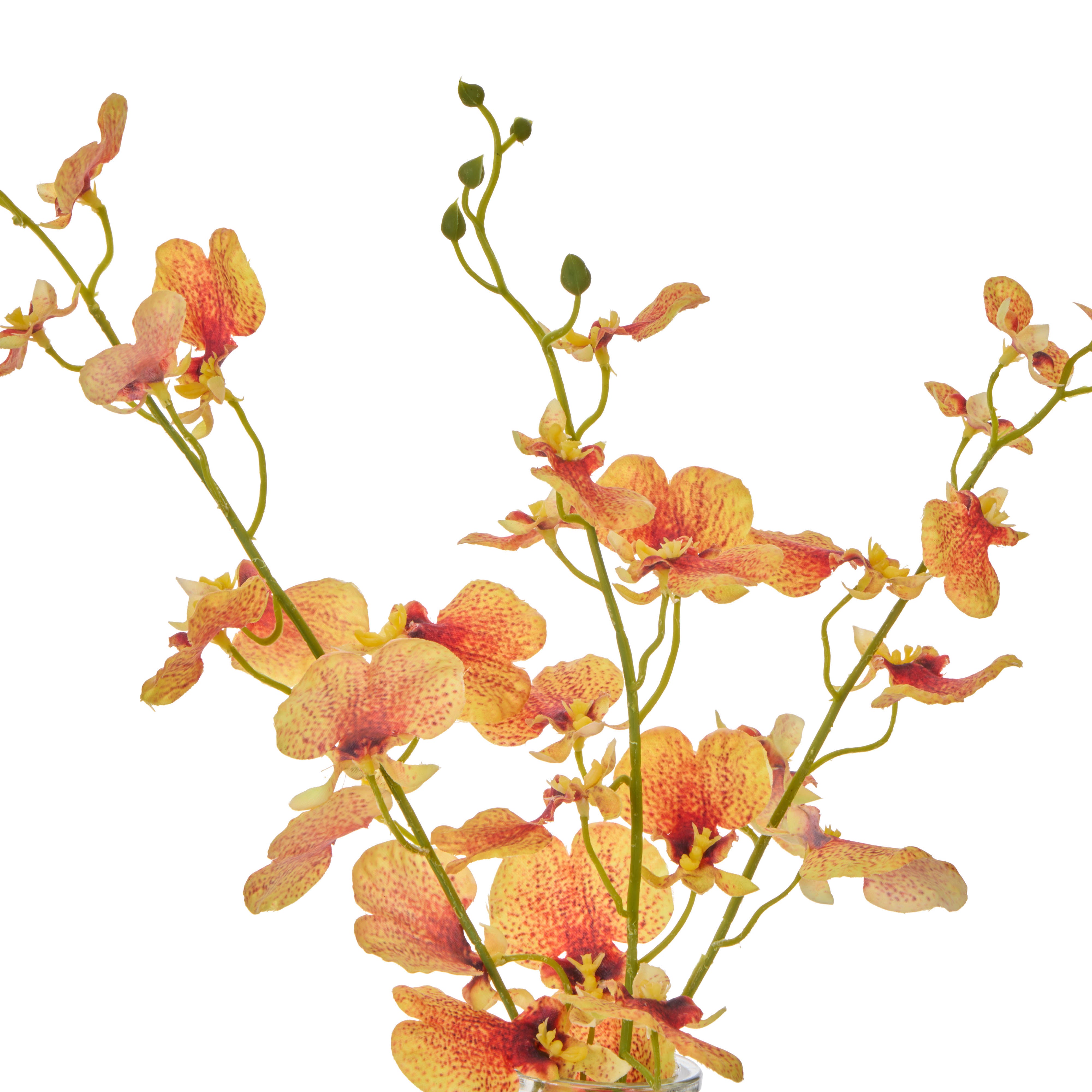 Rogue Dancing Orchid - Specimen Orange