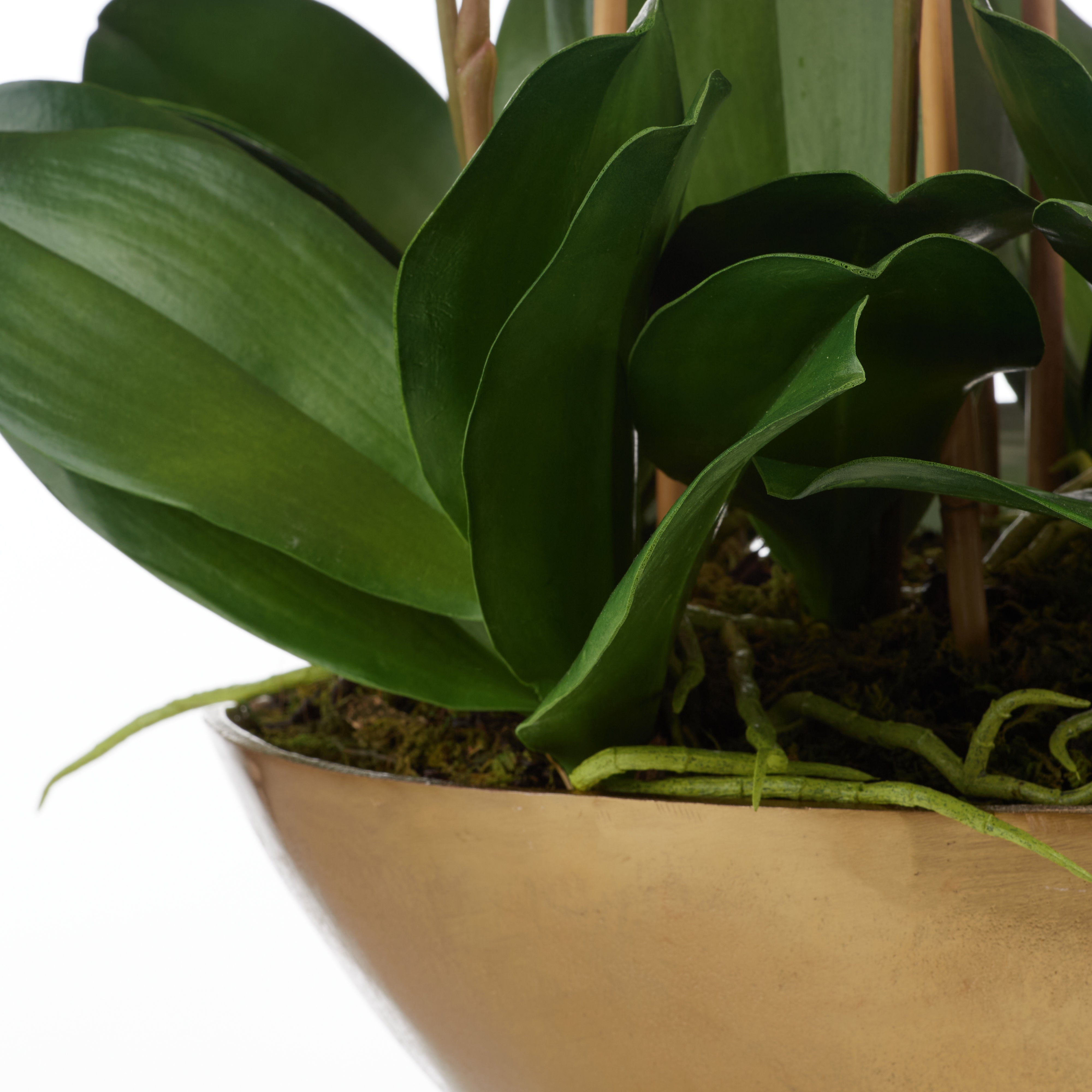 Rogue Phalaenopsis Orchid - Metal Bowl Pink