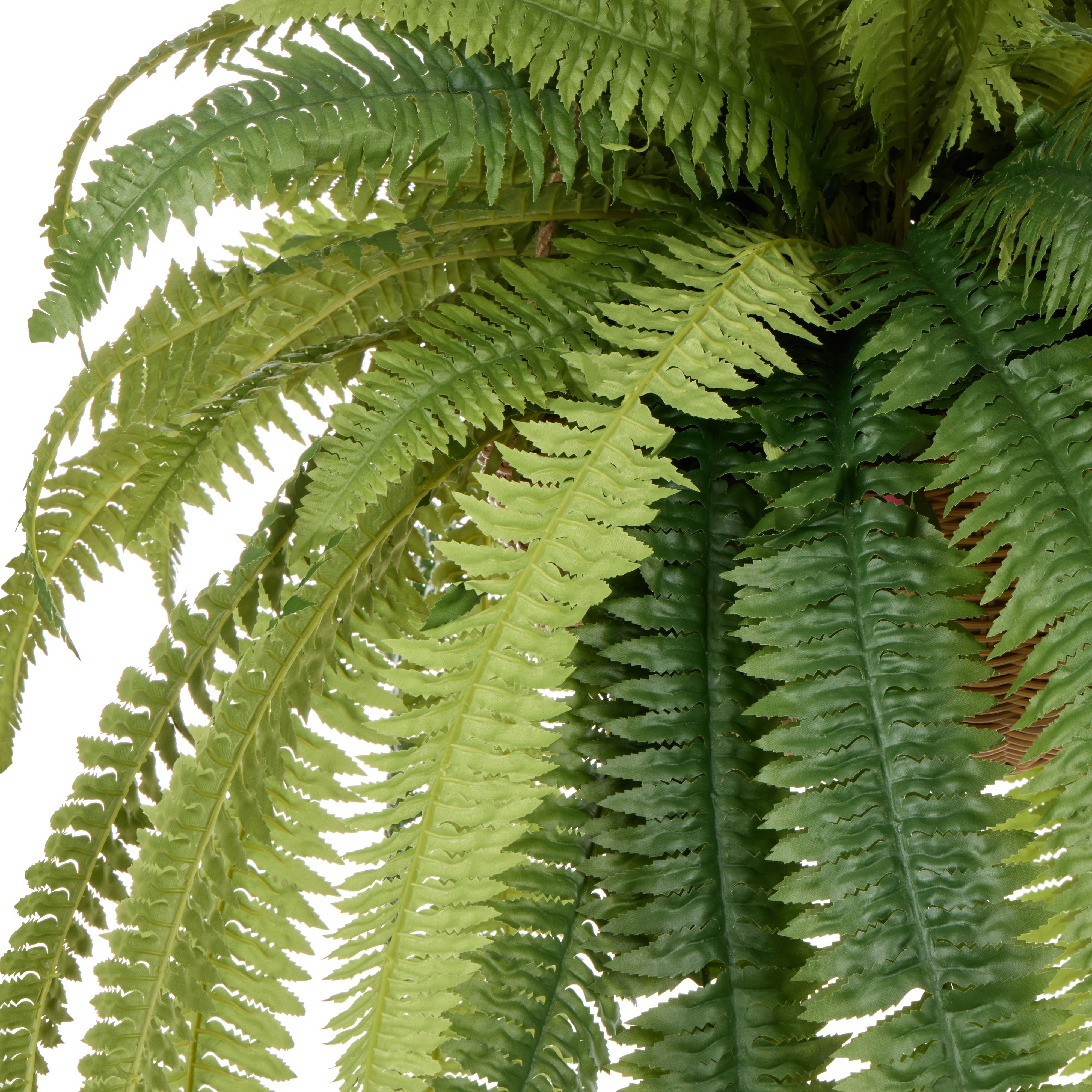 Rogue Boston Fern - Laos Hanging 126cm