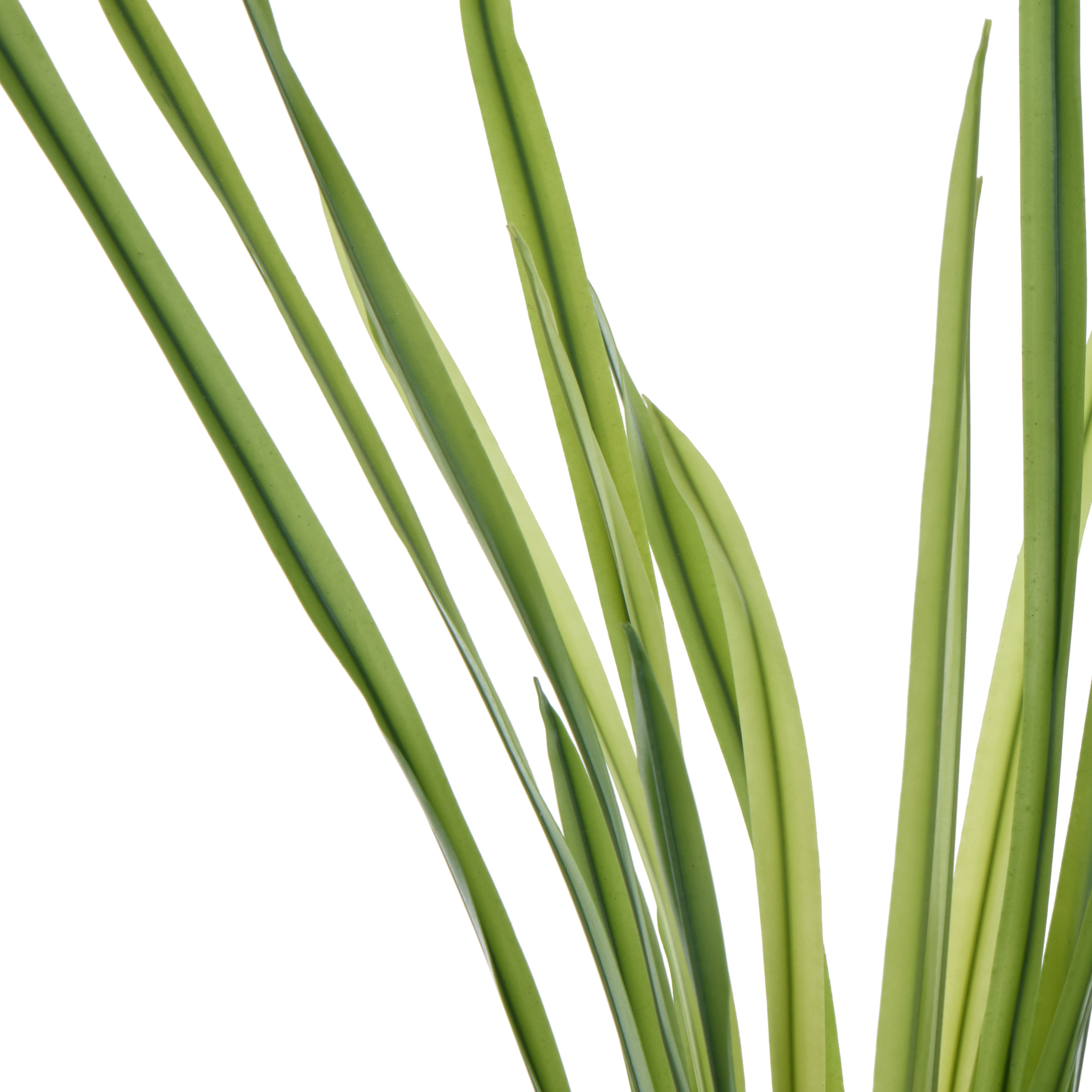 Rogue Grass Plant Spray