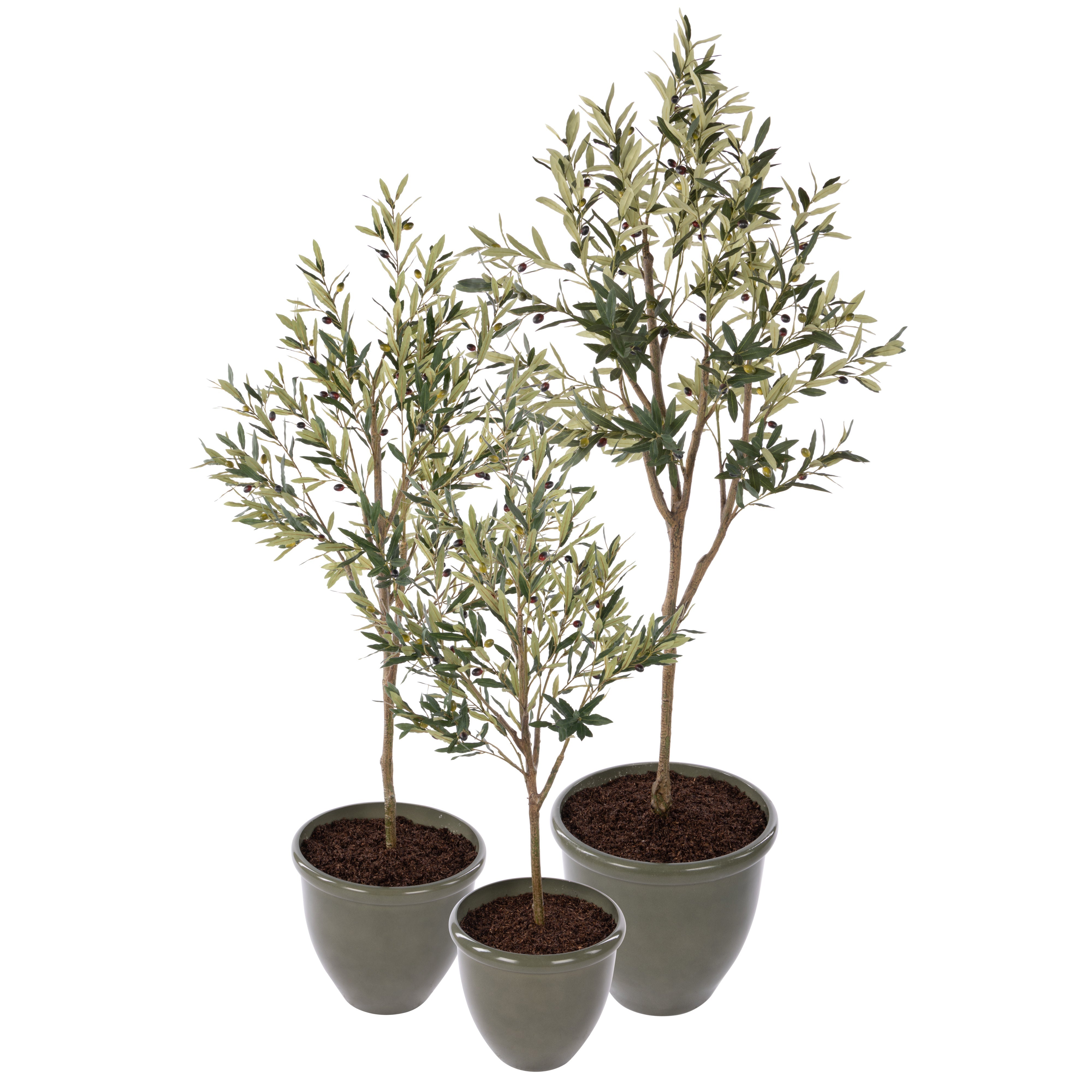 Rogue Olive Tree - Milan Planter