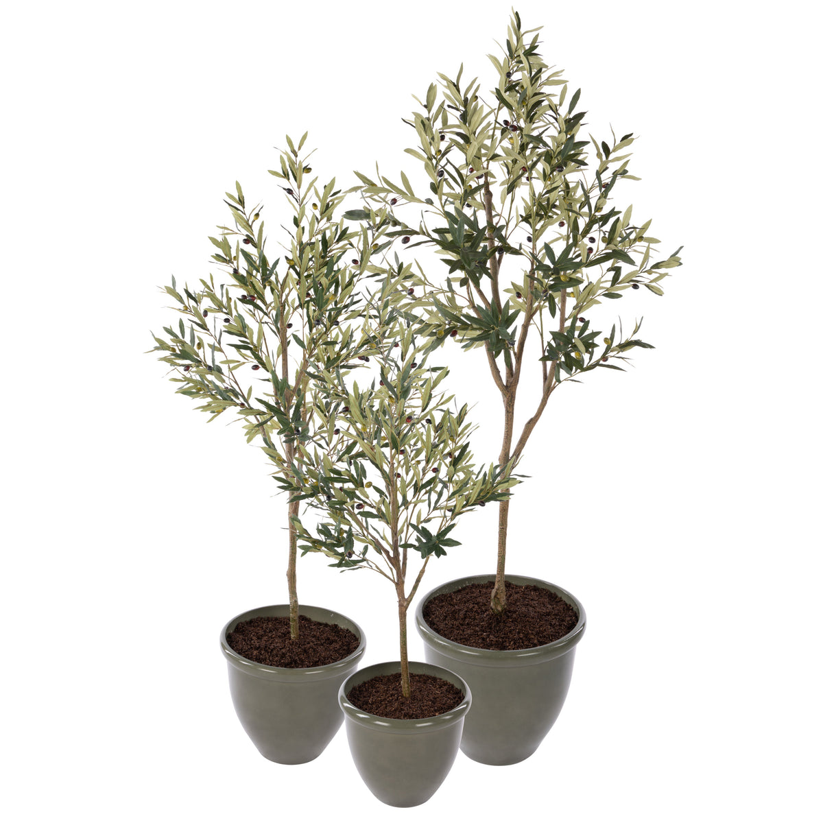 Rogue Olive Tree - Milan Planter