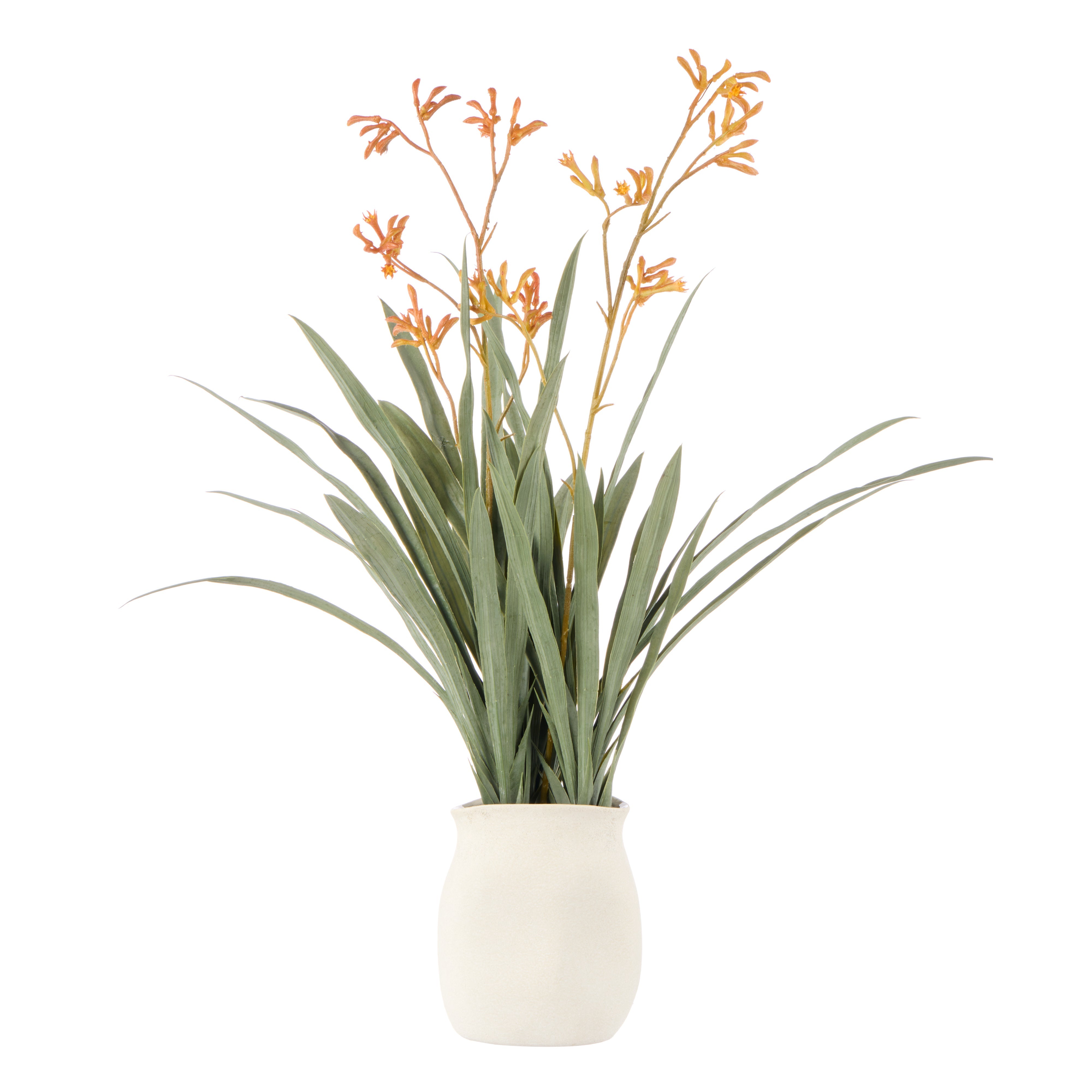 Rogue Kangaroo Paw - Maliah Pot Yellow 72cm