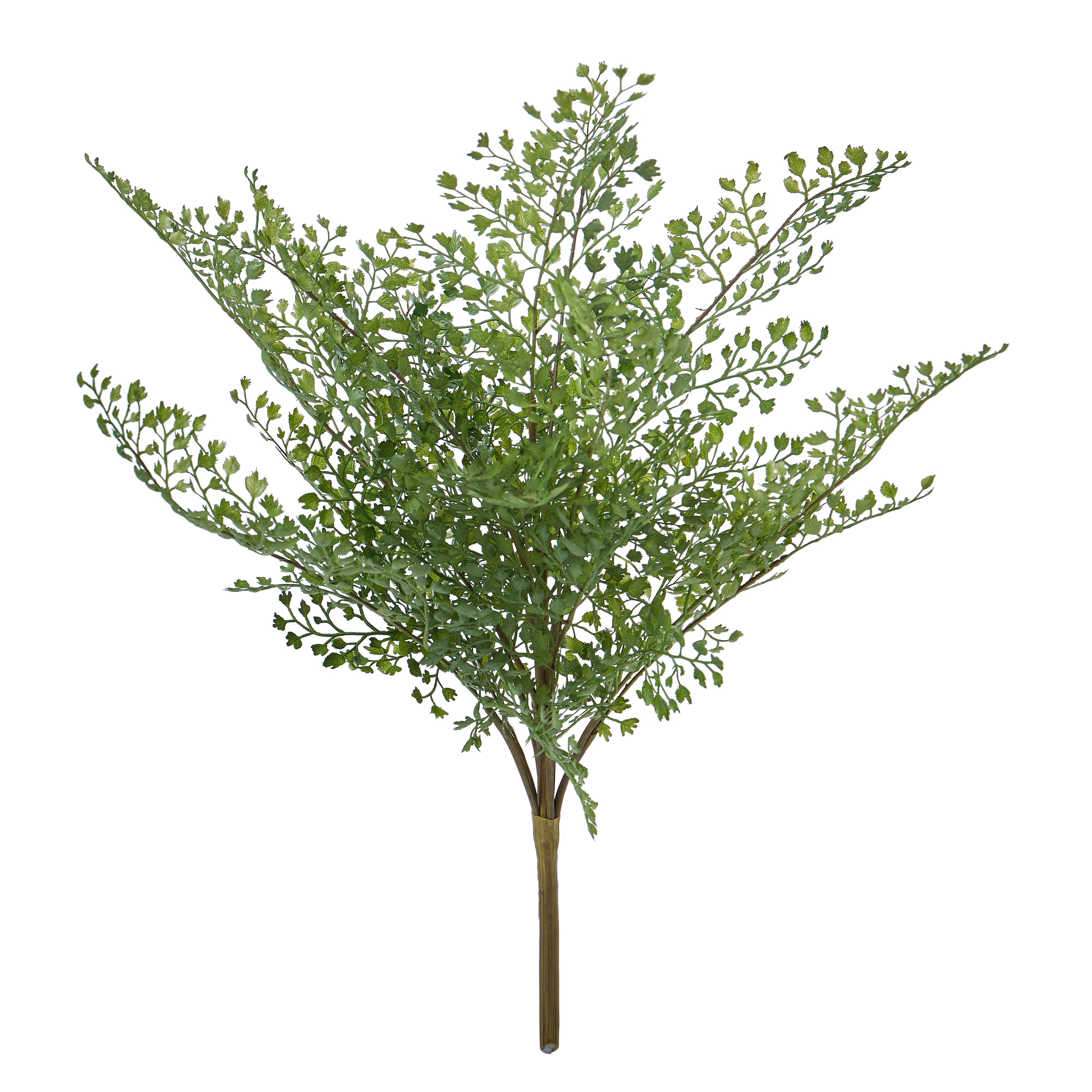Rogue Maiden Hair Fern 31cm