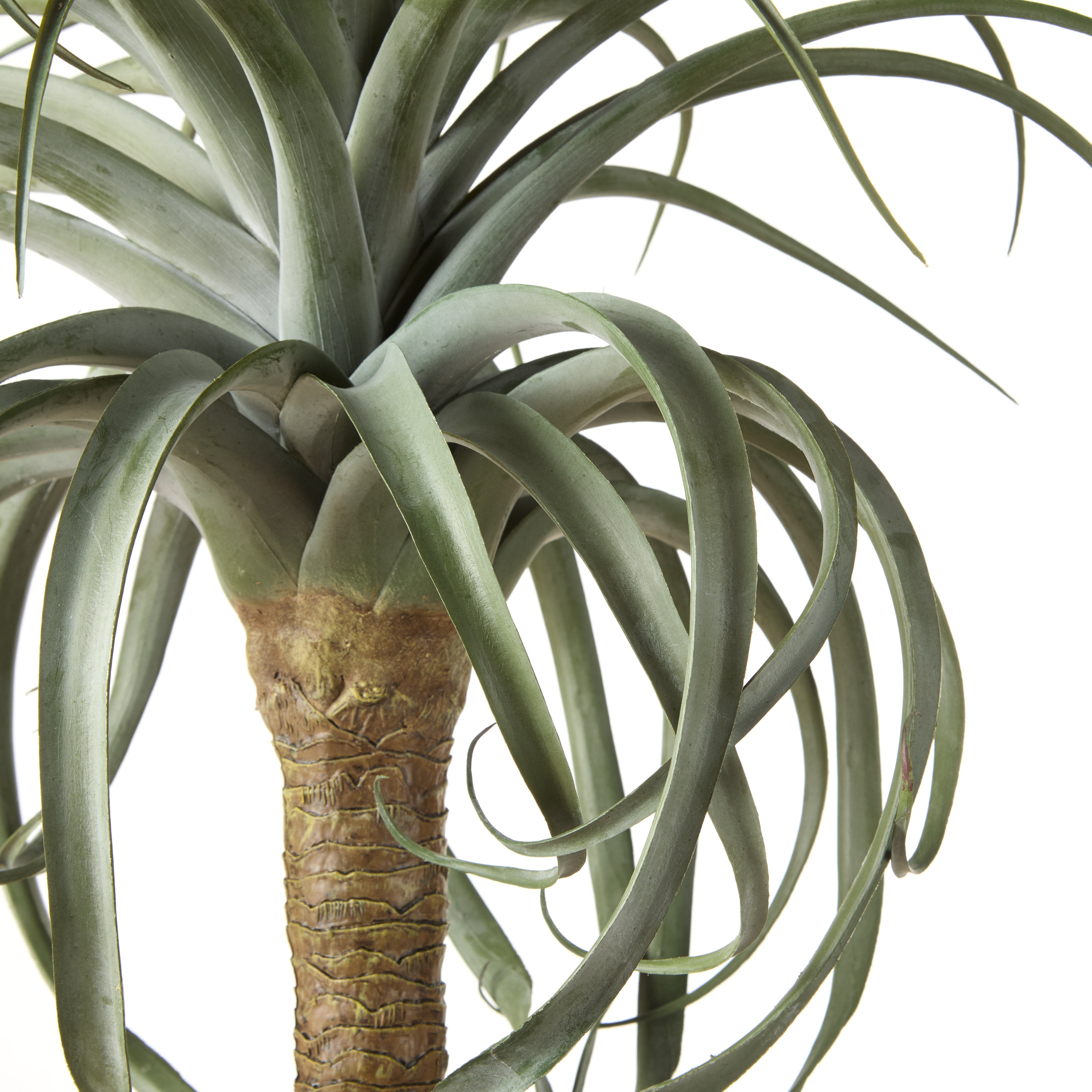 Rogue Aloe Tree 107x64x64cm
