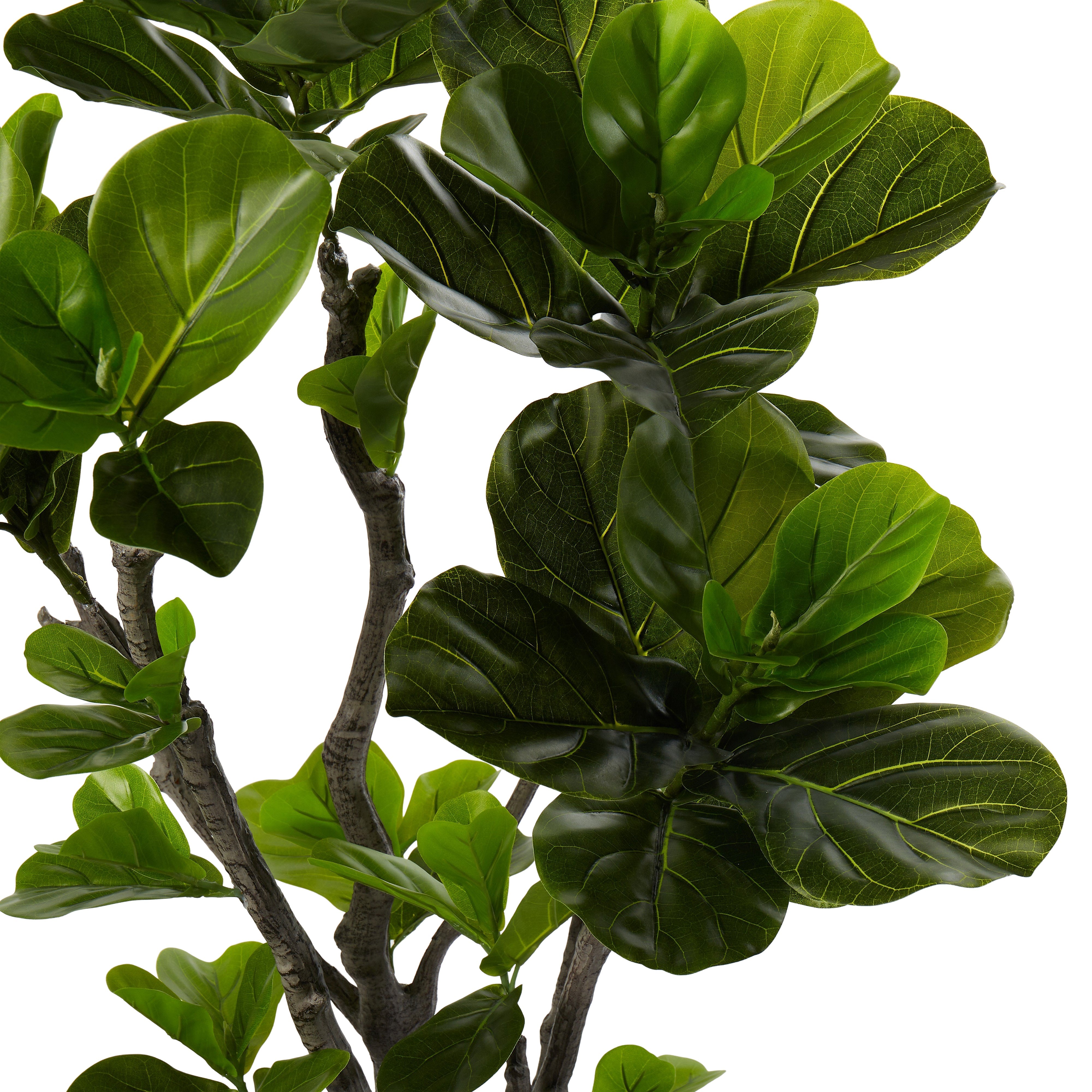 Rogue Fiddle Tree in Pot 150cm
