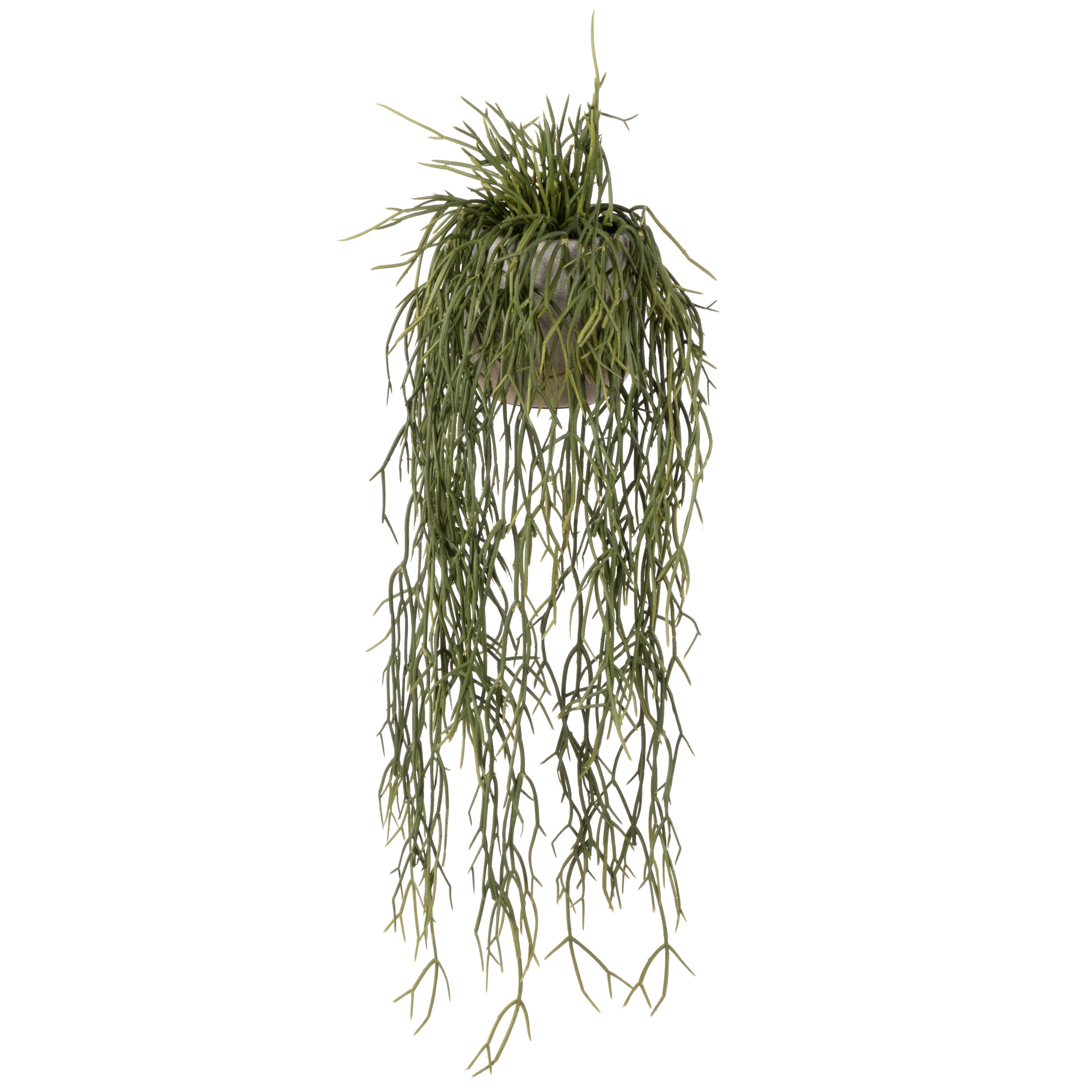 Rogue Mistletoe Cactus Pot 61cm
