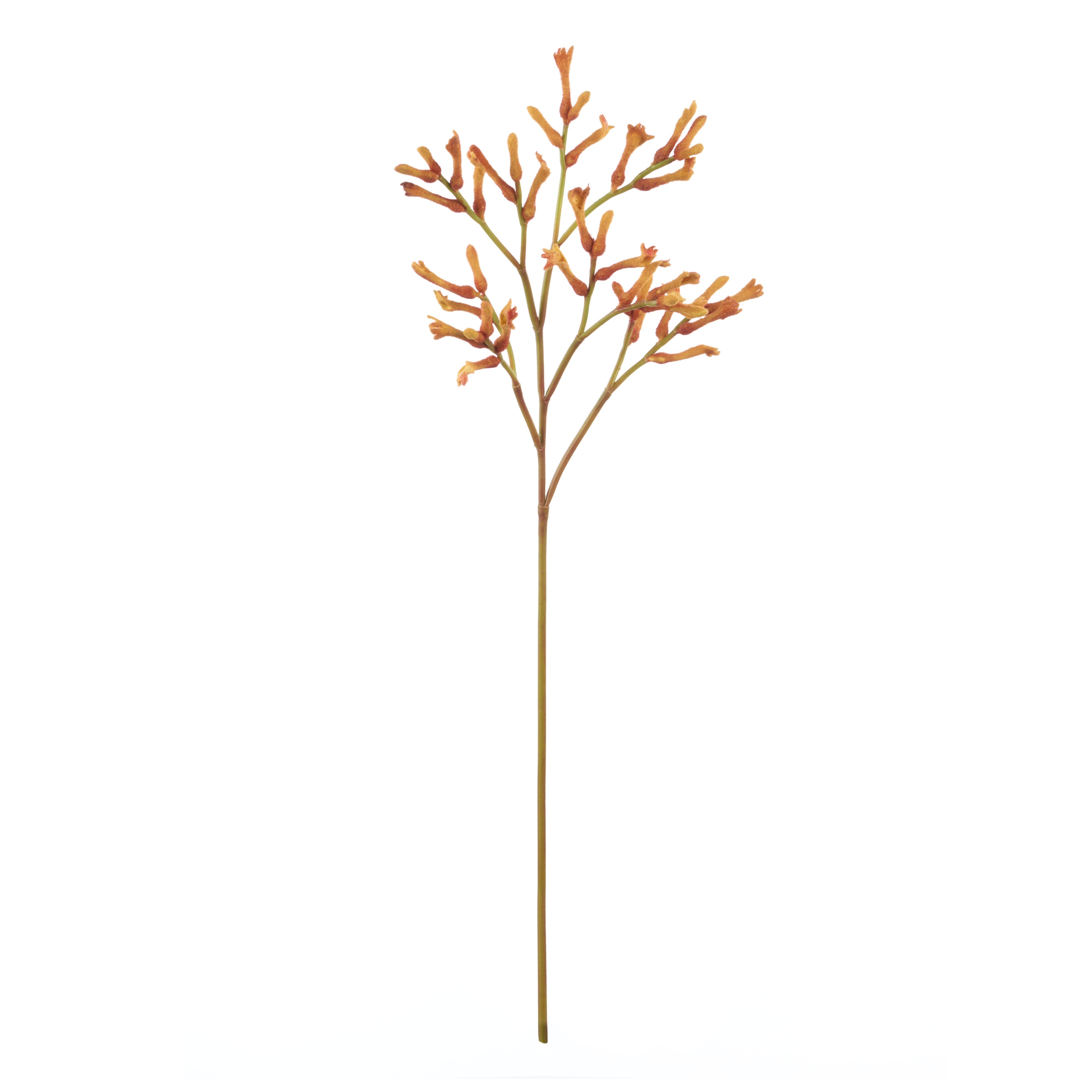 Rogue Kangaroo Paw Spray Orange 77cm