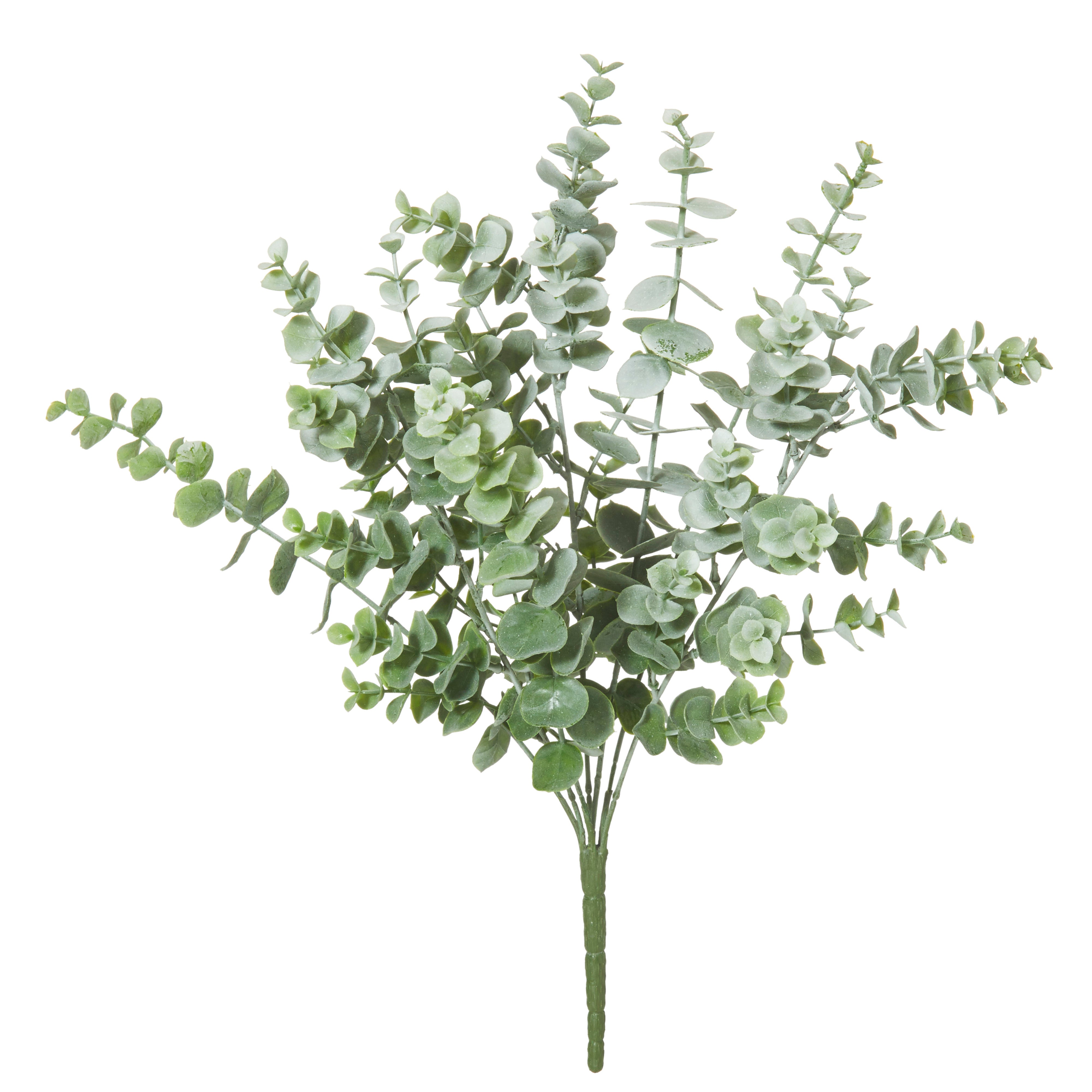 Rogue Eucalyptus Bush