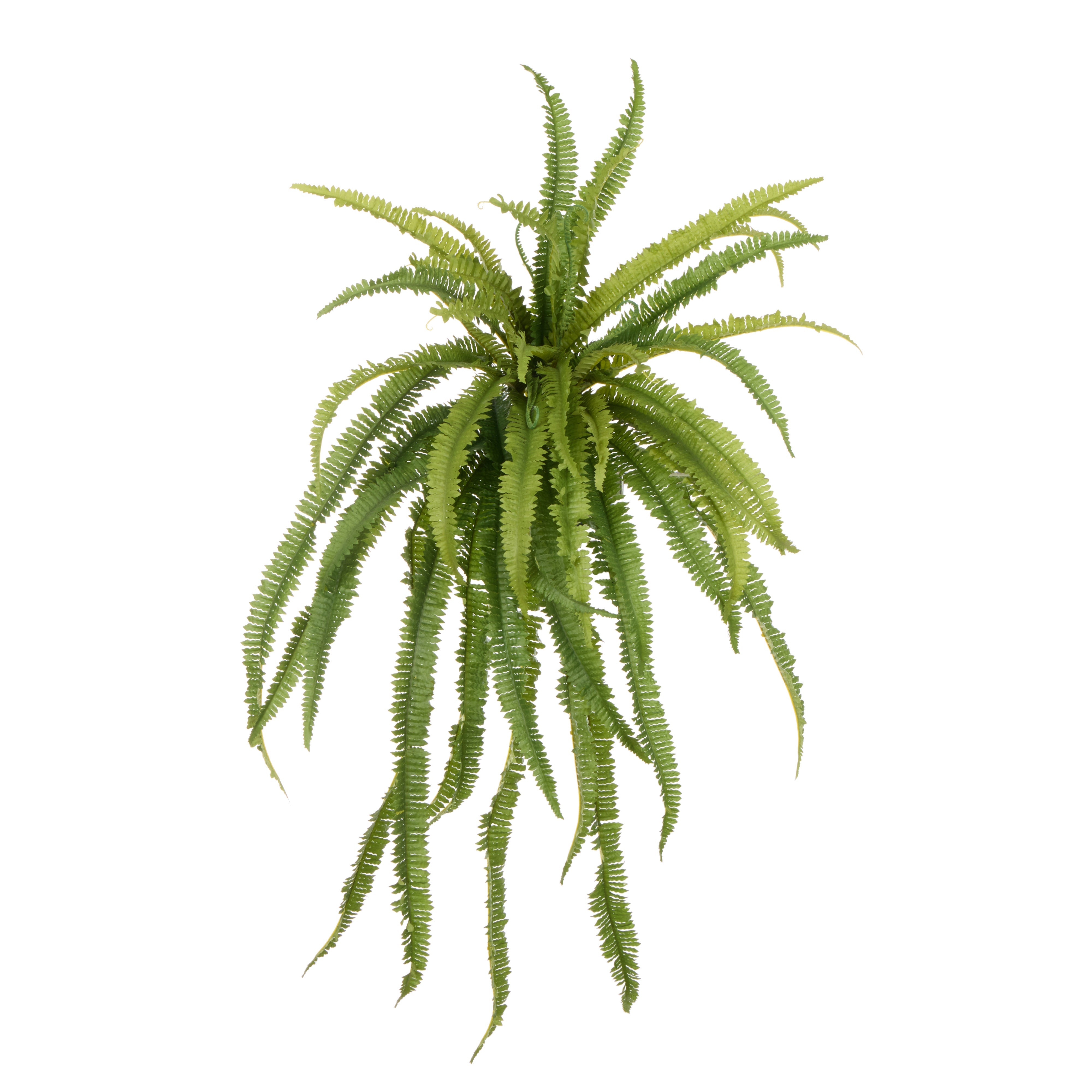 Rogue Boston Wall Fern 90cm