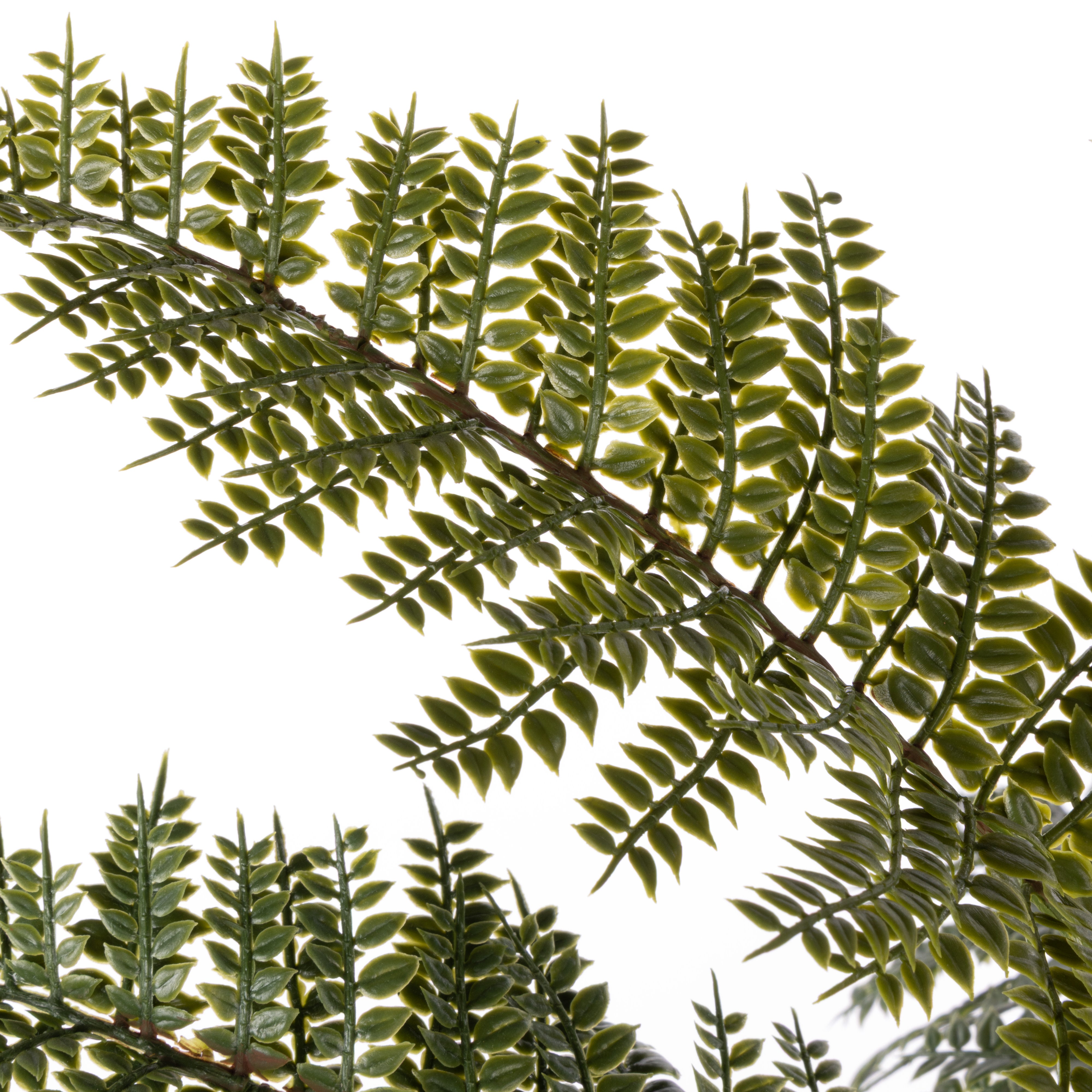 Rogue Mountain Wood Fern Pot 56cm