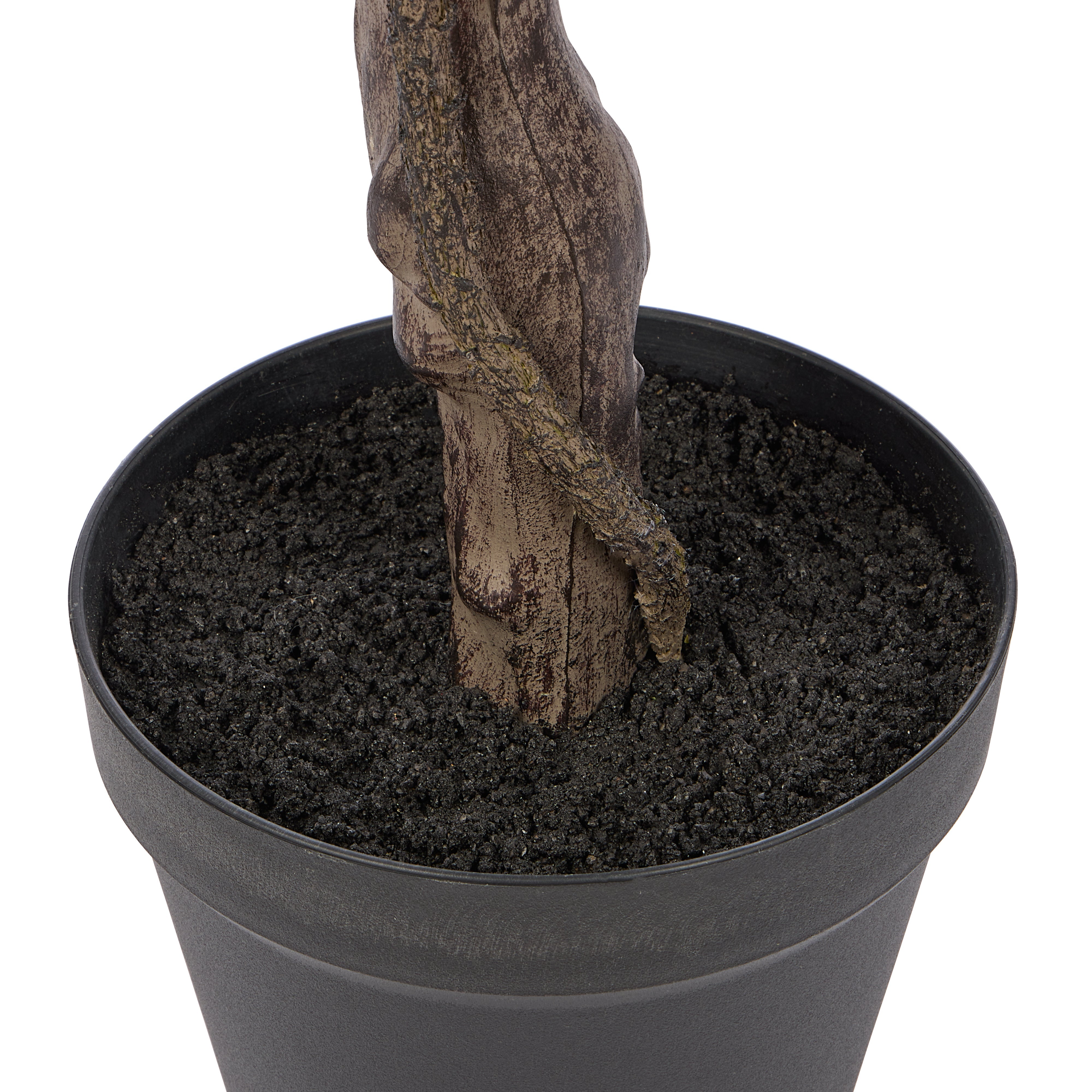 Rogue Ginkgo Tree 173cm