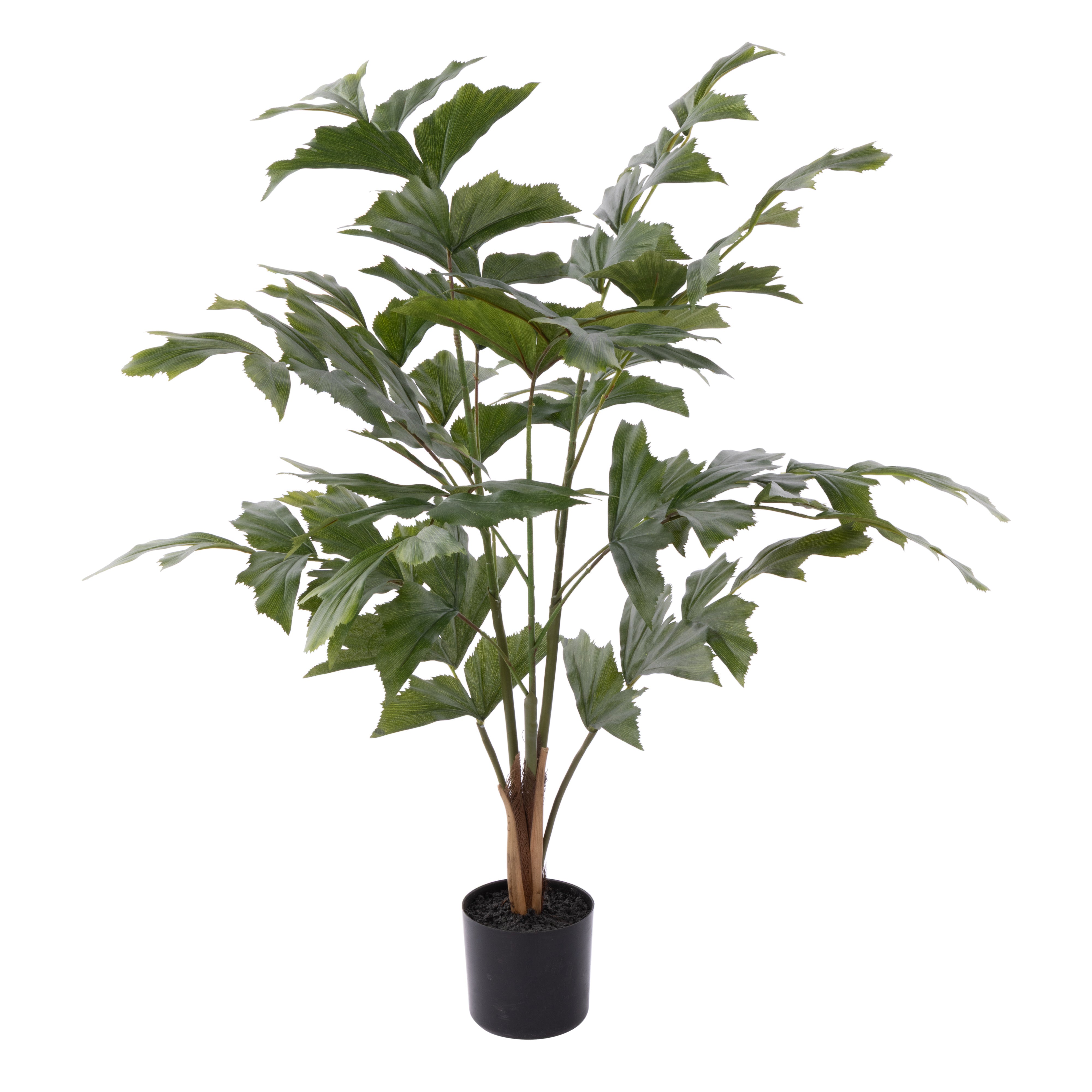 Rogue Caryota Palm Tree - Garden Pot 90cm