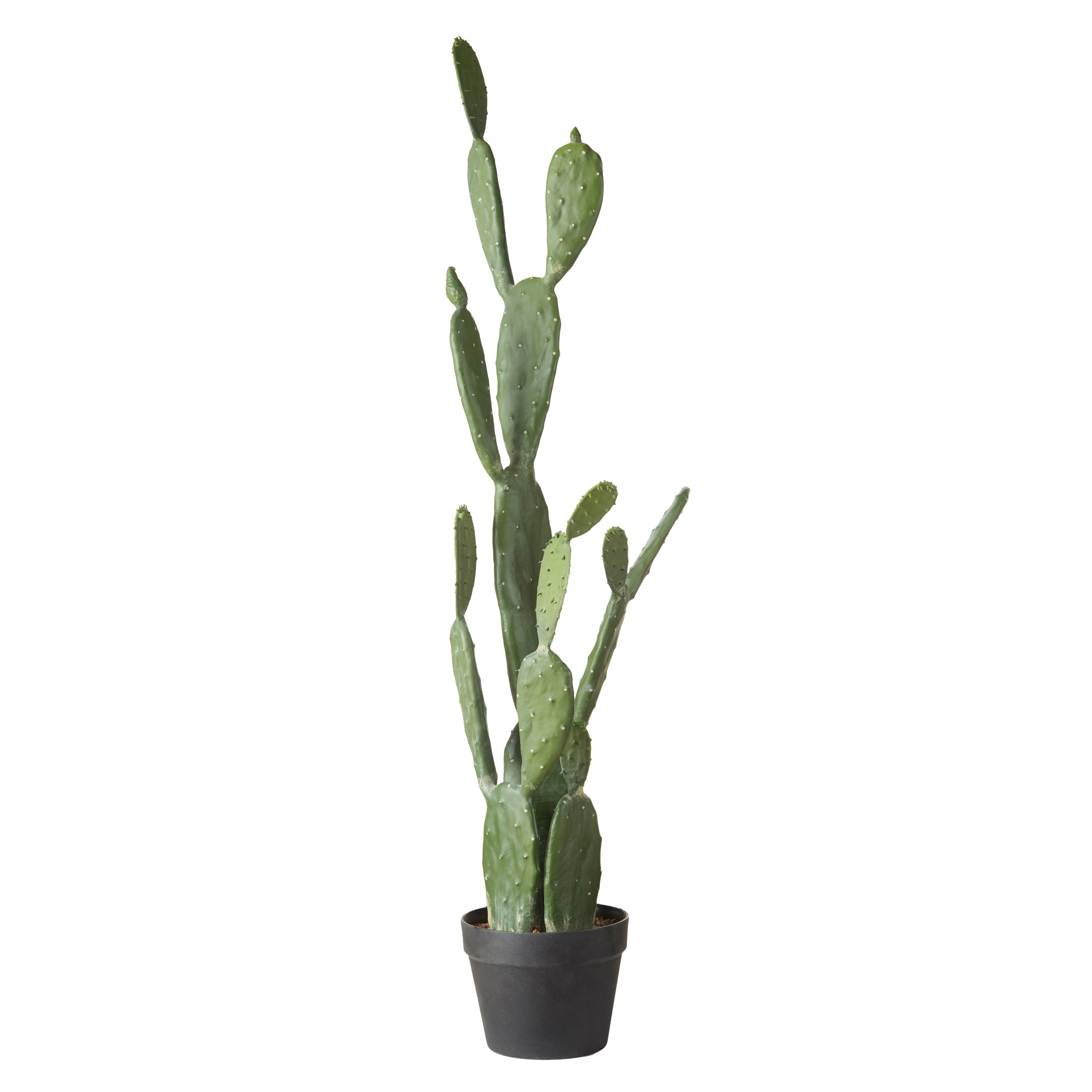Rogue Pear Cactus - Garden Pot 107cm
