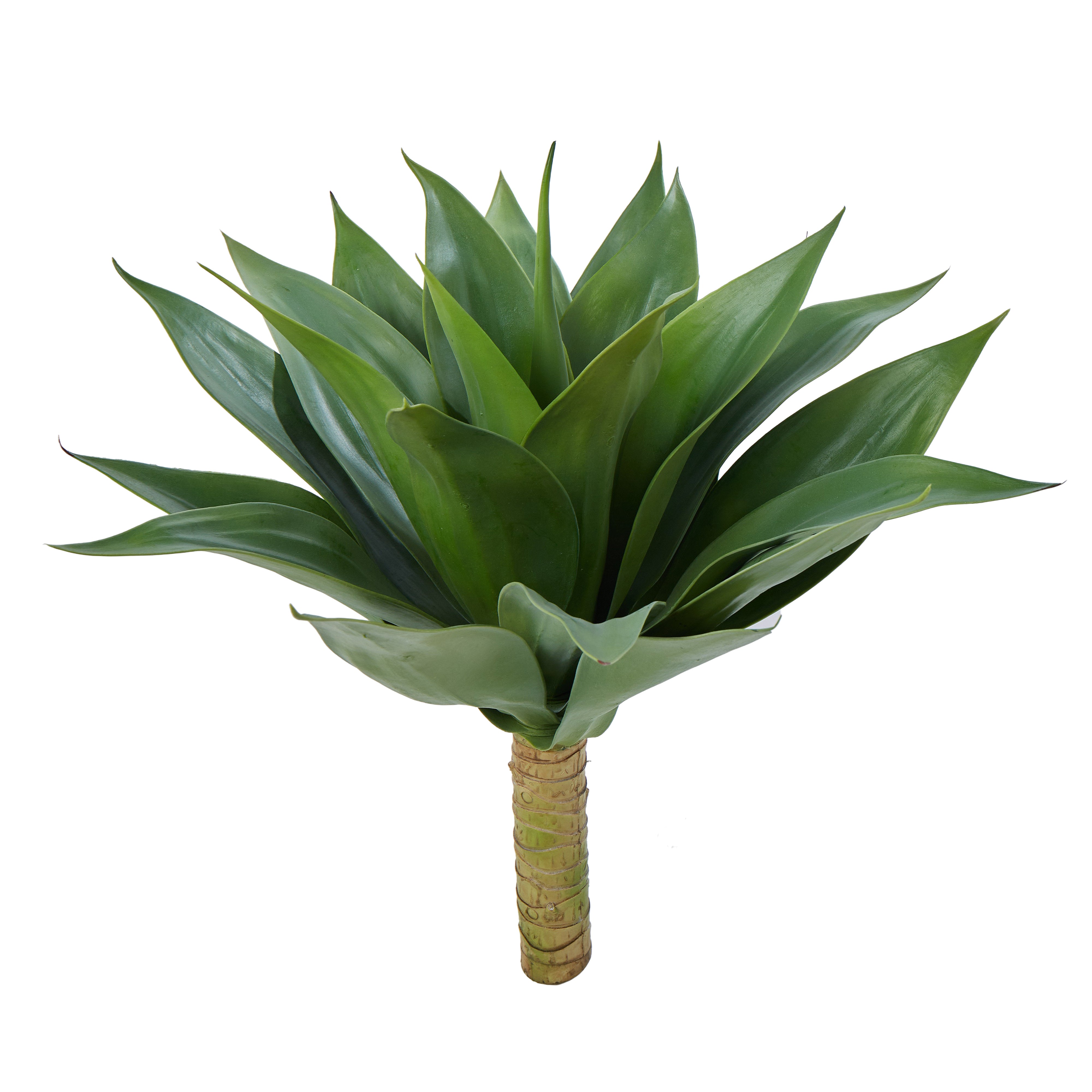 Rogue Agave 45cm