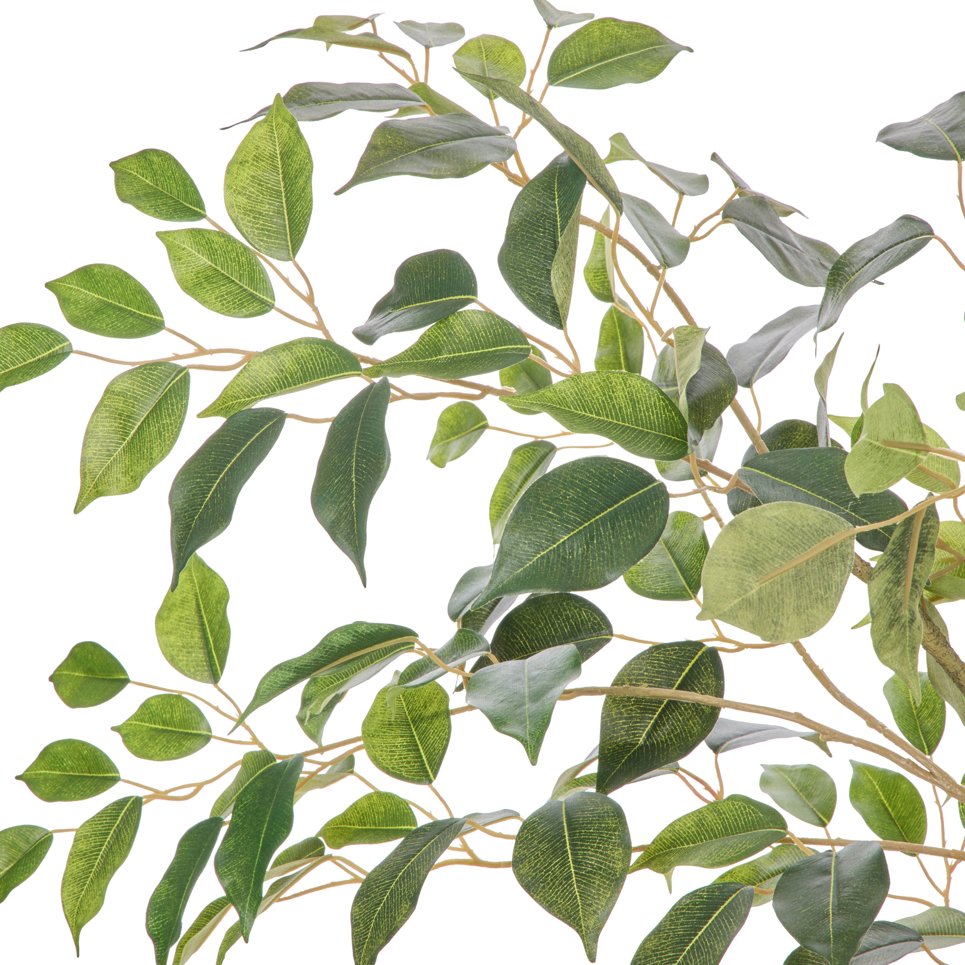 Rogue Ficus Tree Pot Green 150cm