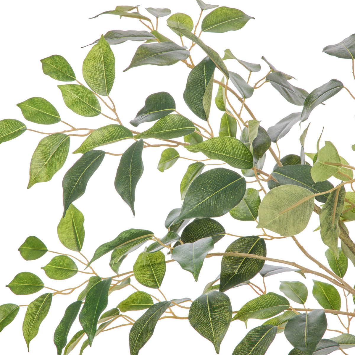 Rogue Ficus Tree Pot Green 150cm
