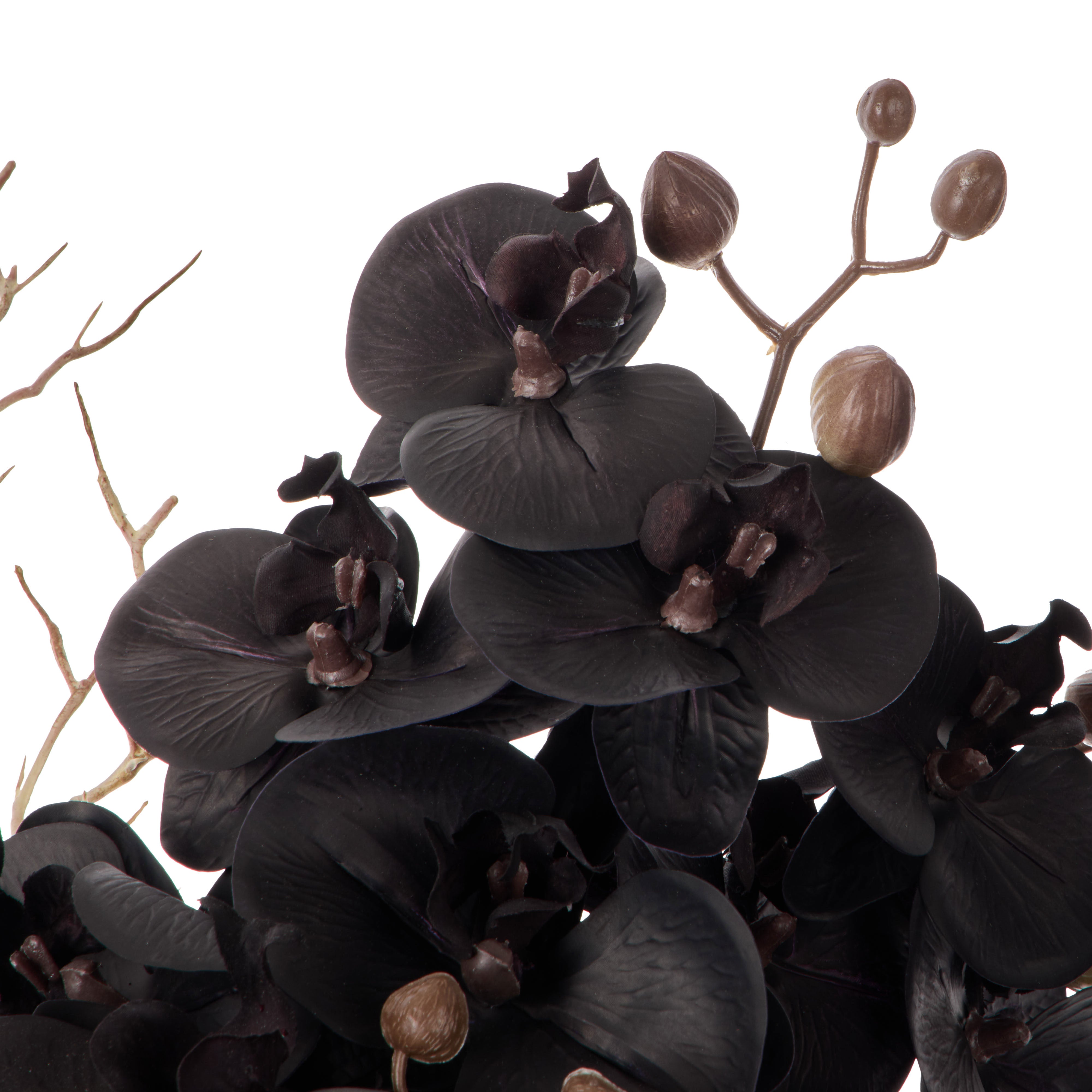 Rogue Phalaenopsis - Maliah