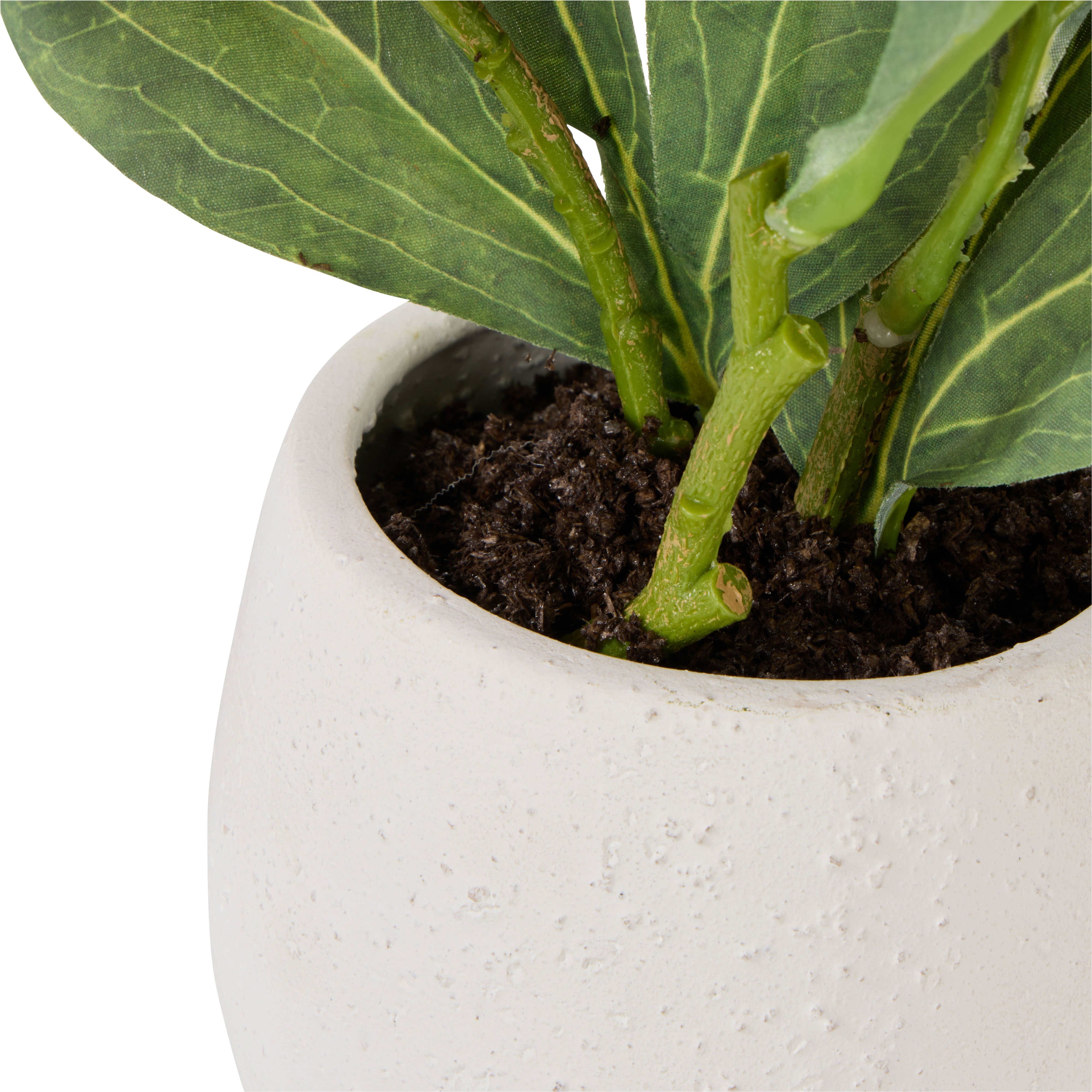 Rogue Peony Plant - Tub Pot