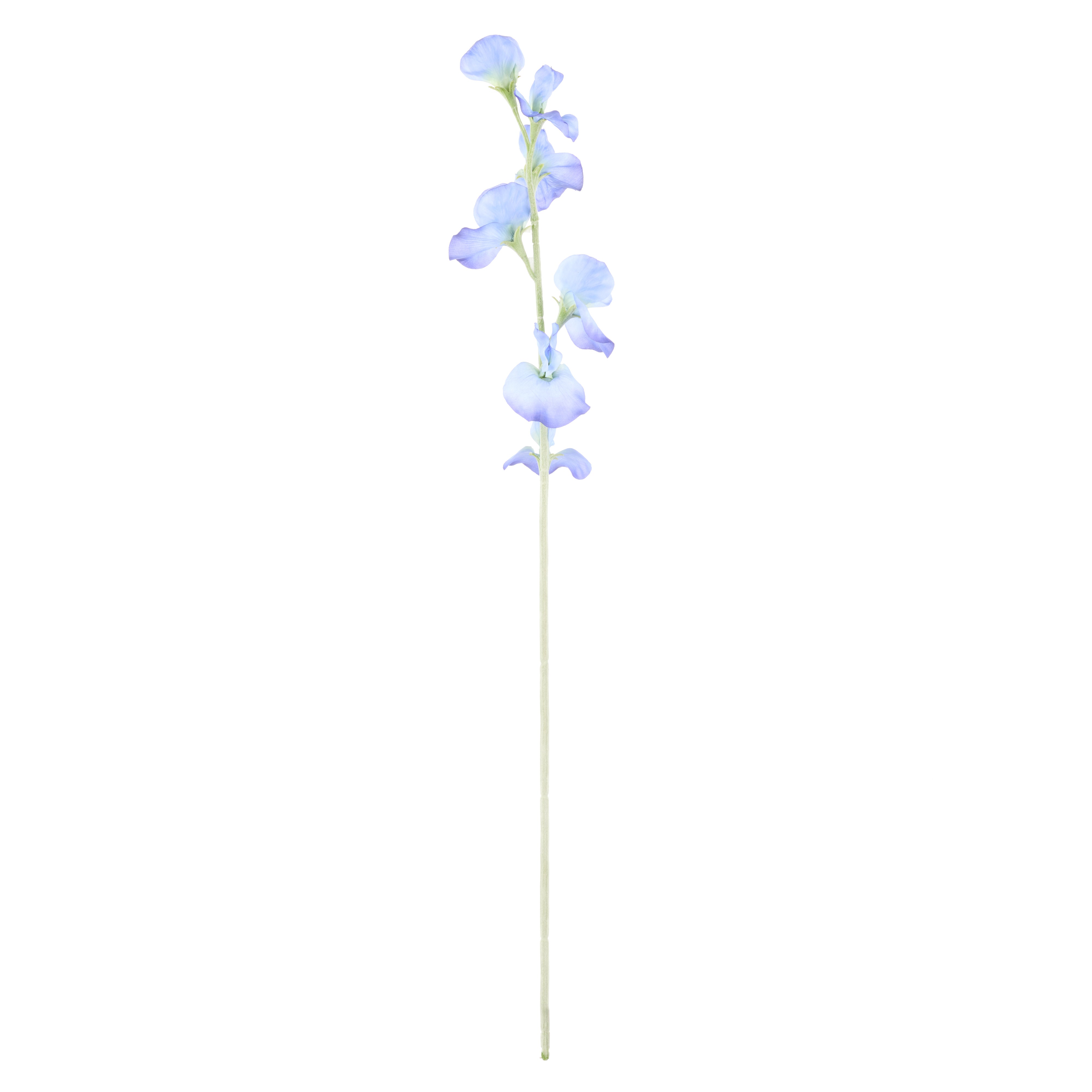 Rogue Sweet Pea Spray Blue