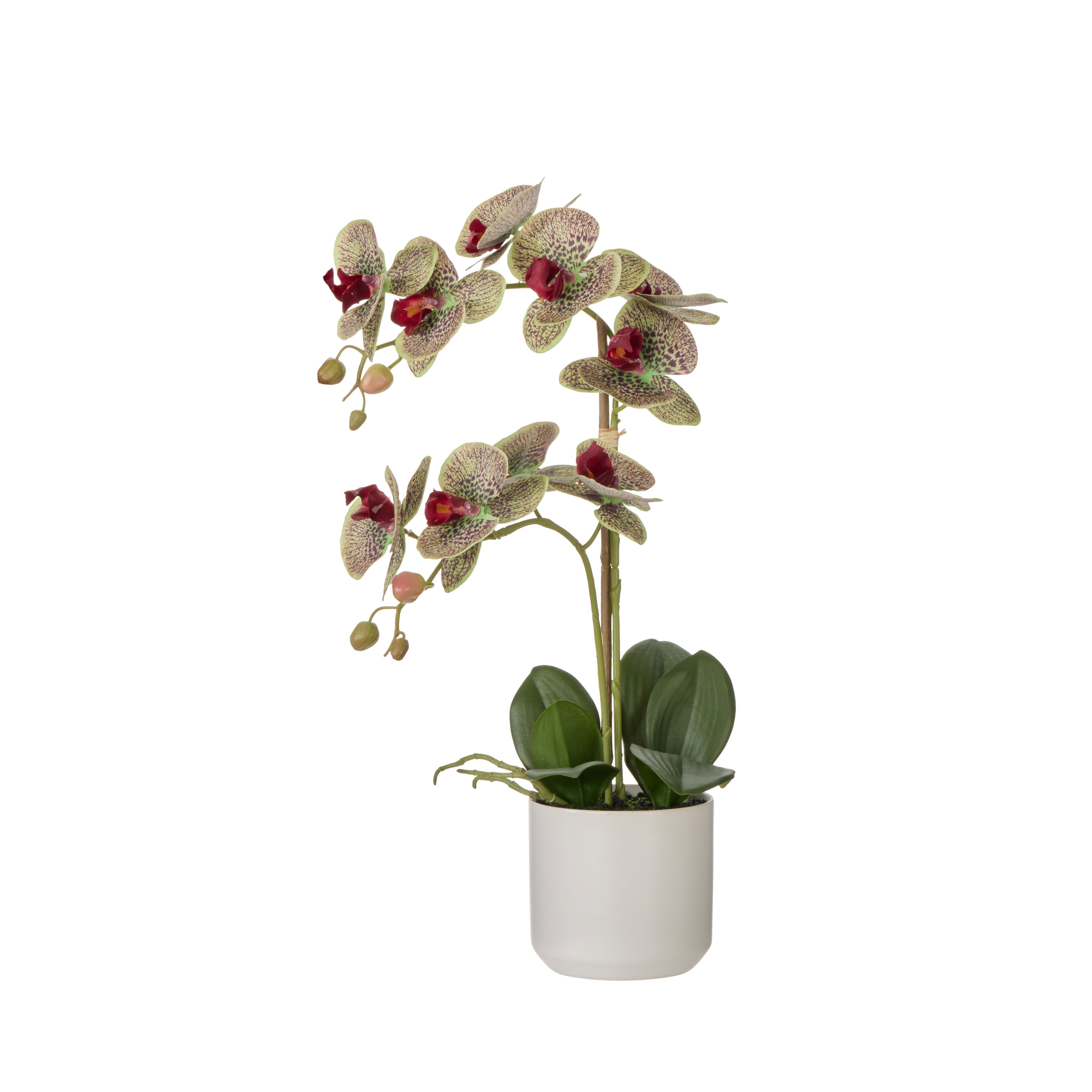 Rogue Phalaenopsis Orchid Pot Multicolour 56cm