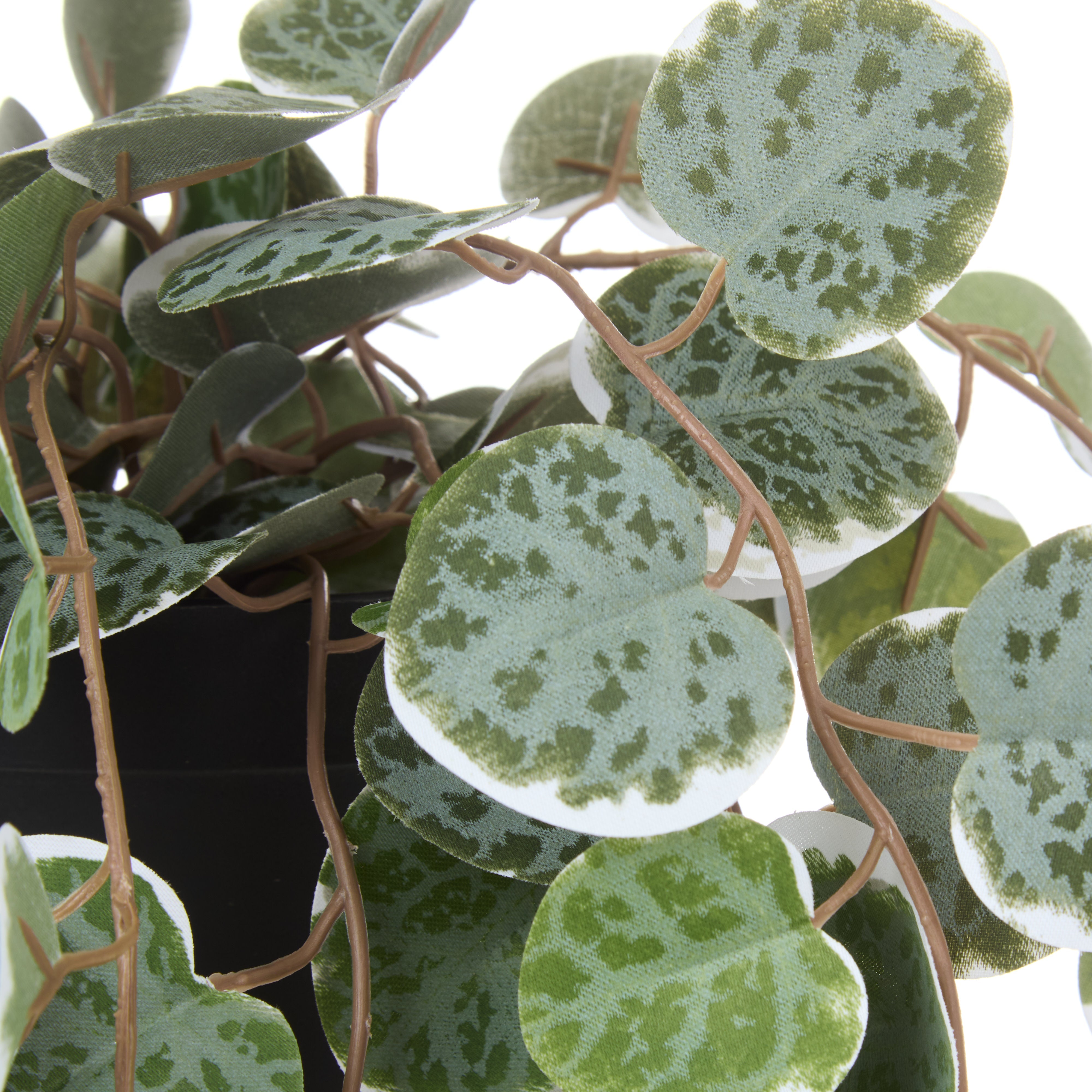 Rogue String of Hearts - Garden Pot