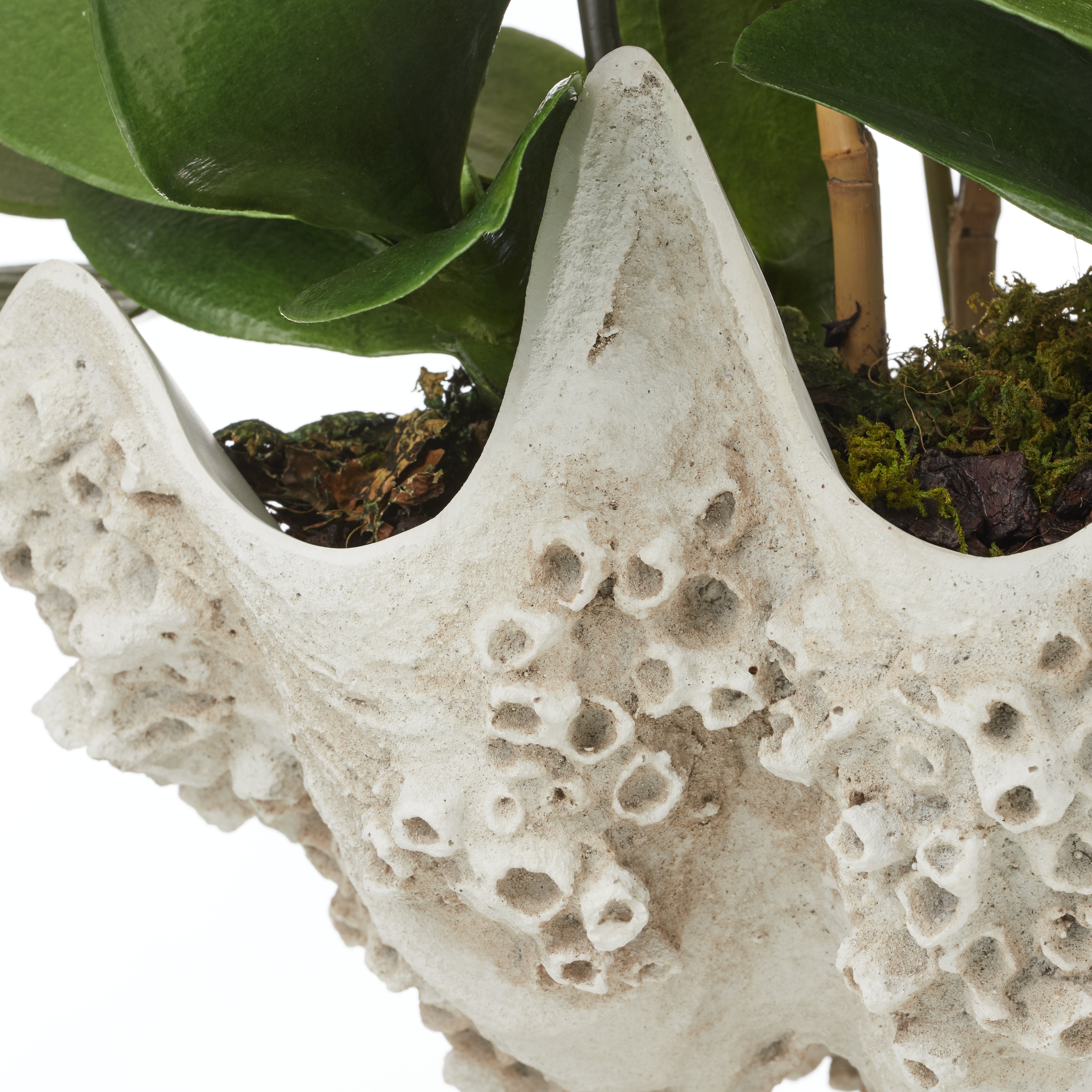 Rogue Phalaenopsis - Seychelles Clam