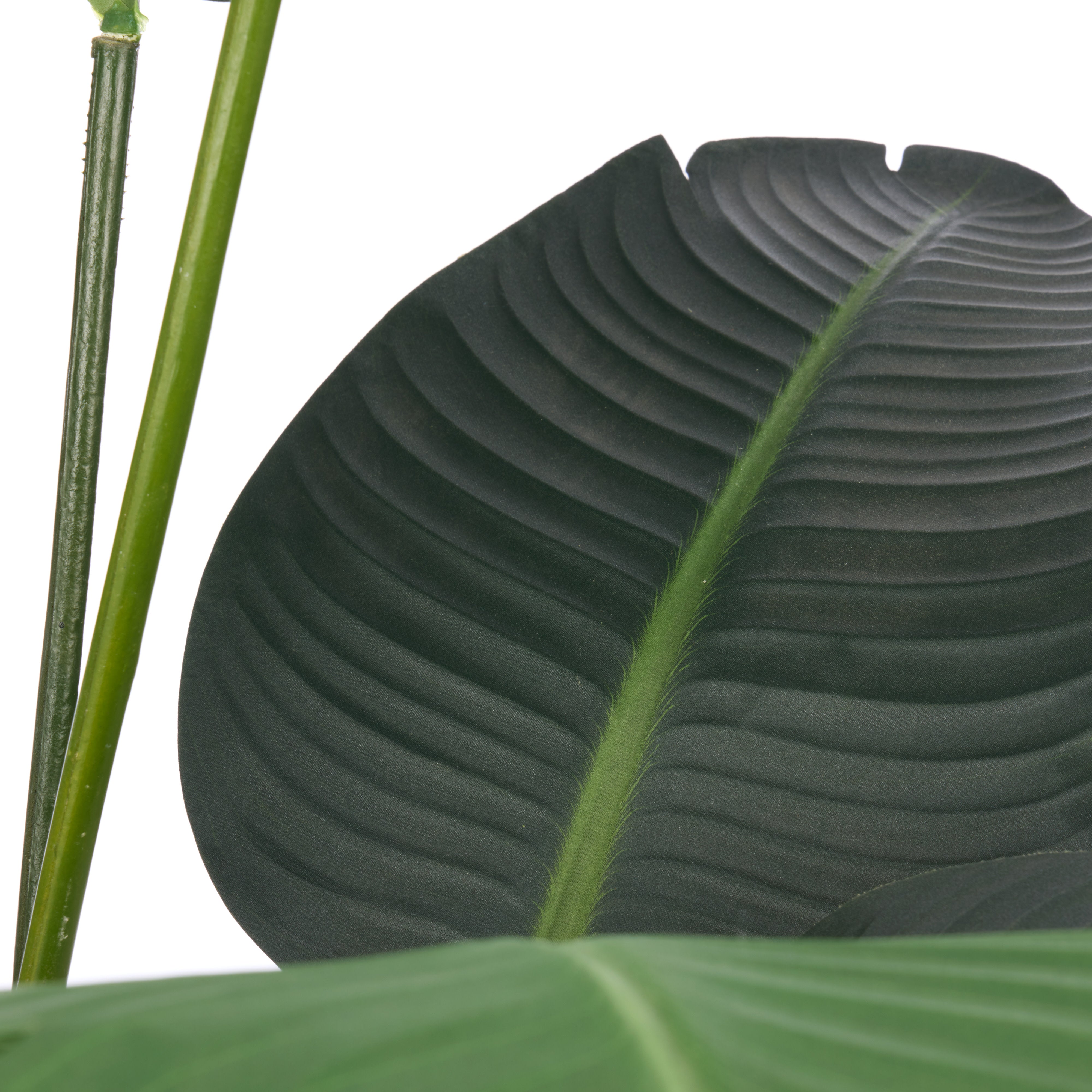 Rogue Giant Bird of Paradise - Cylinder Planter 145cm