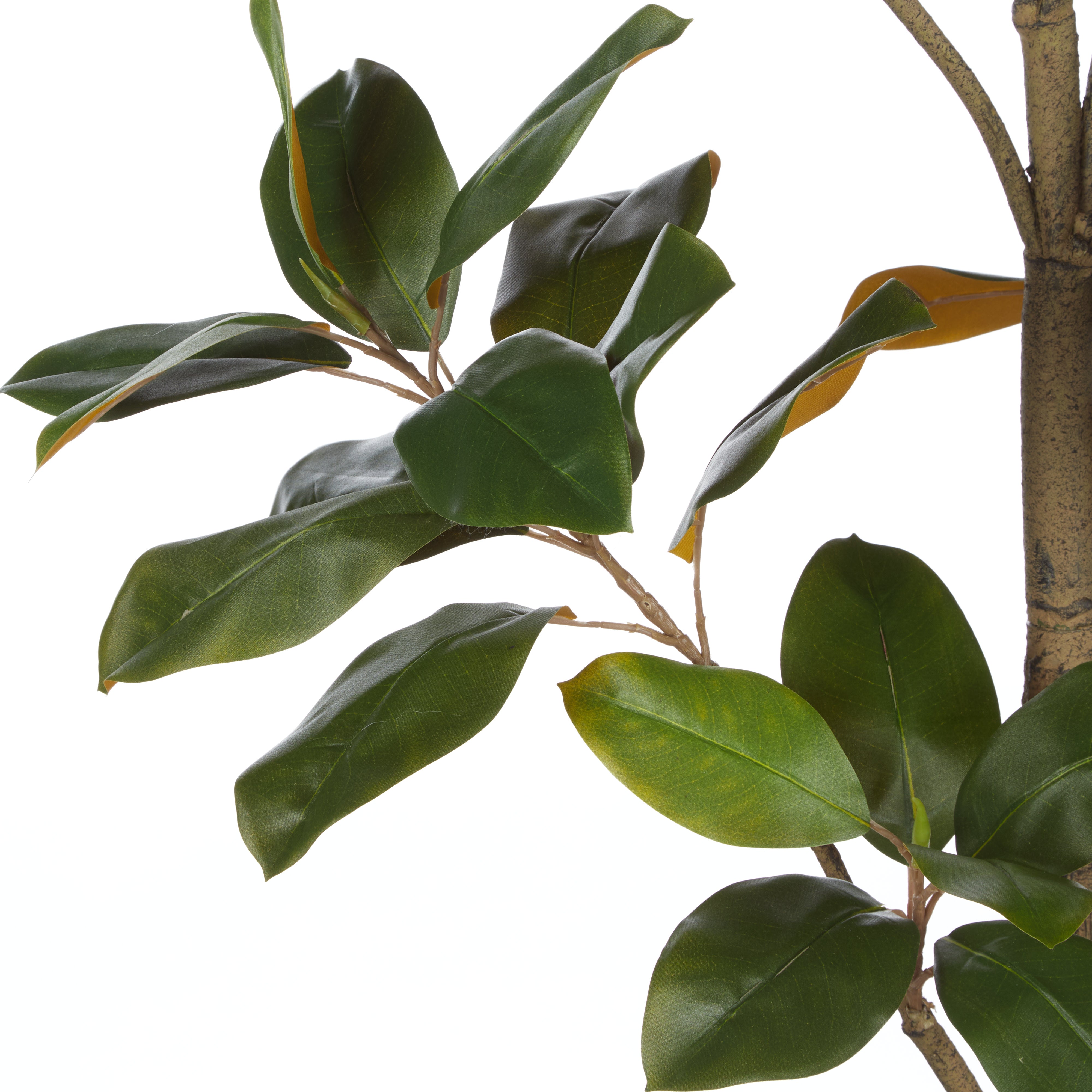Rogue Magnolia Tree - Rustic Stone Look Pot