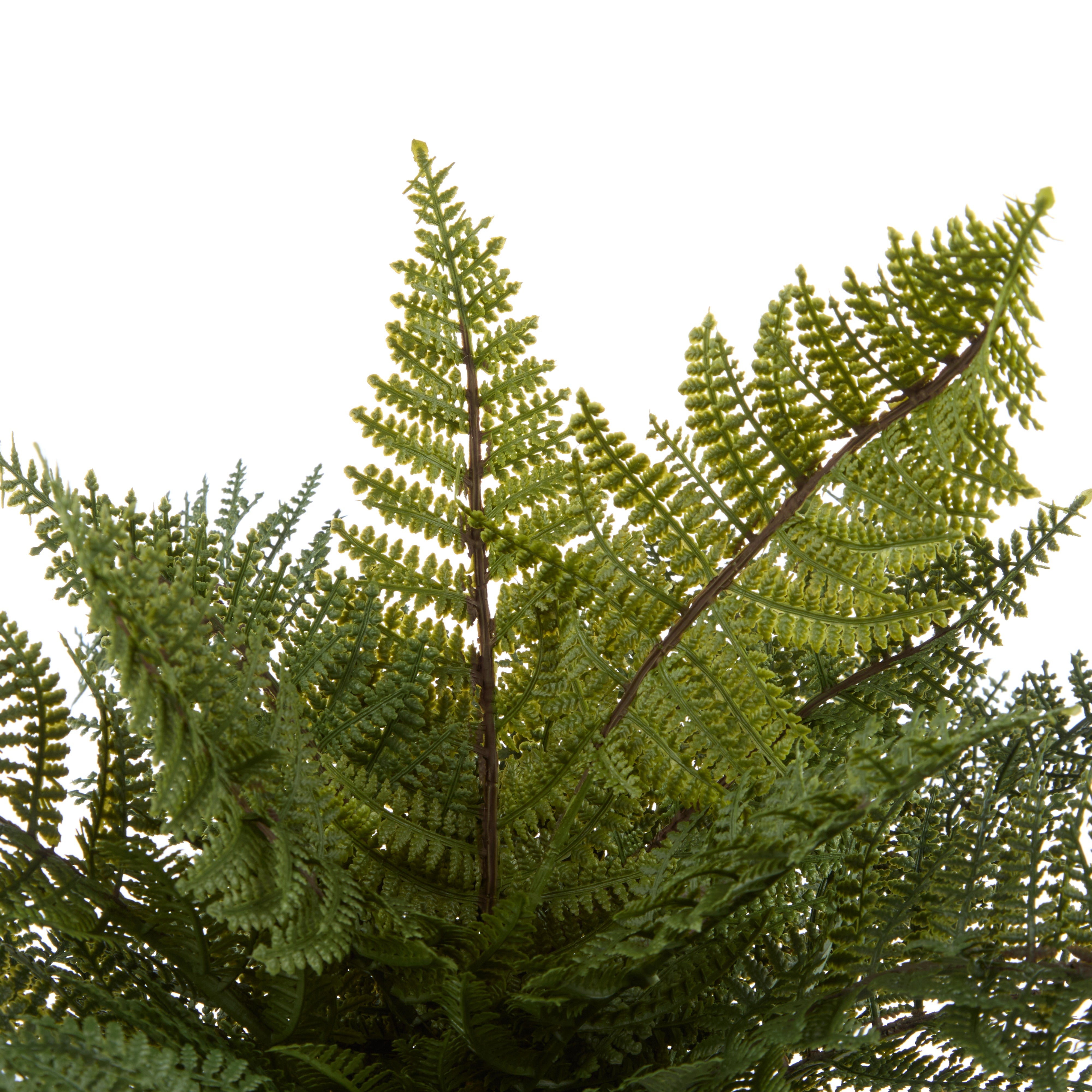 Rogue Leatherleaf Fern 41cm