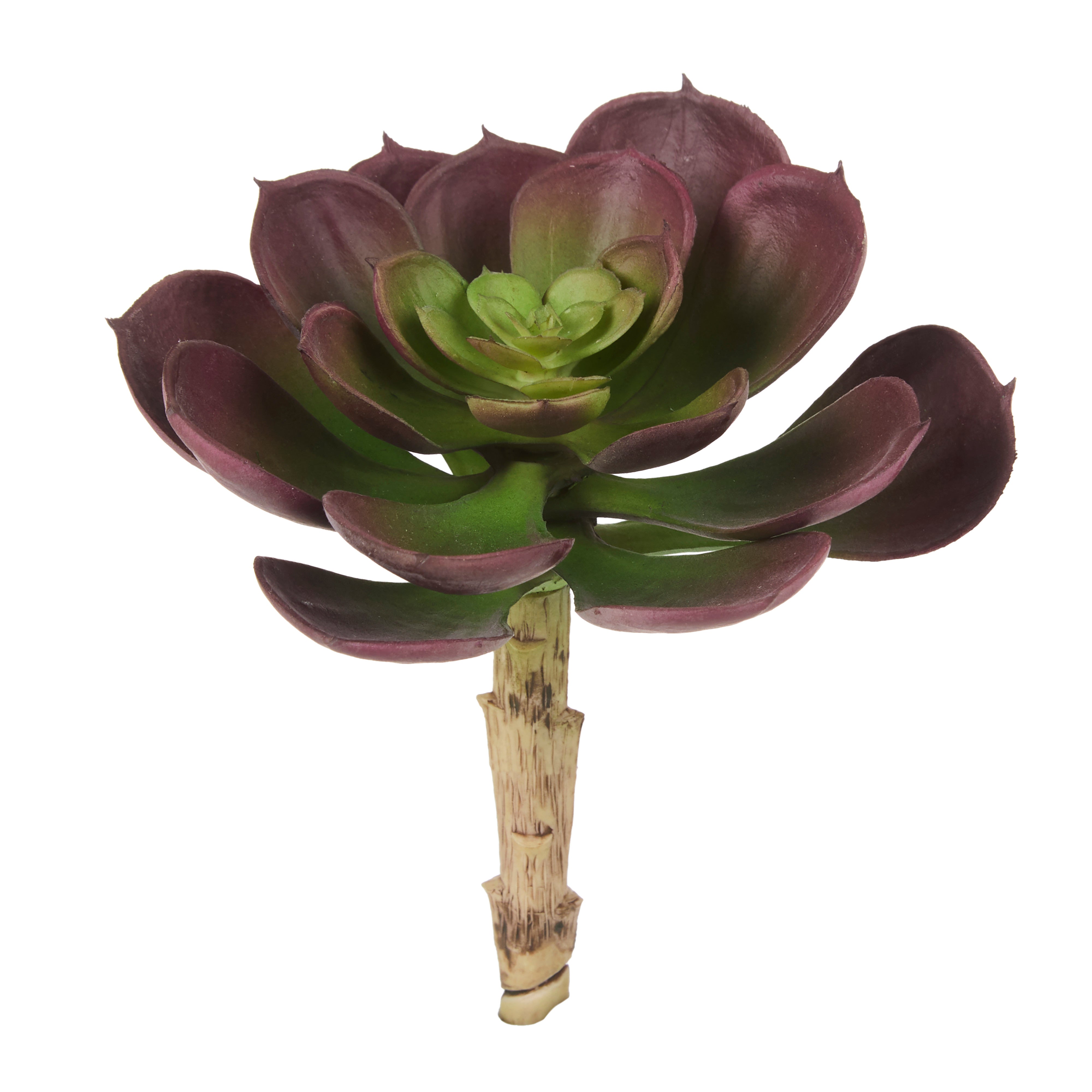 Rogue Aeonium