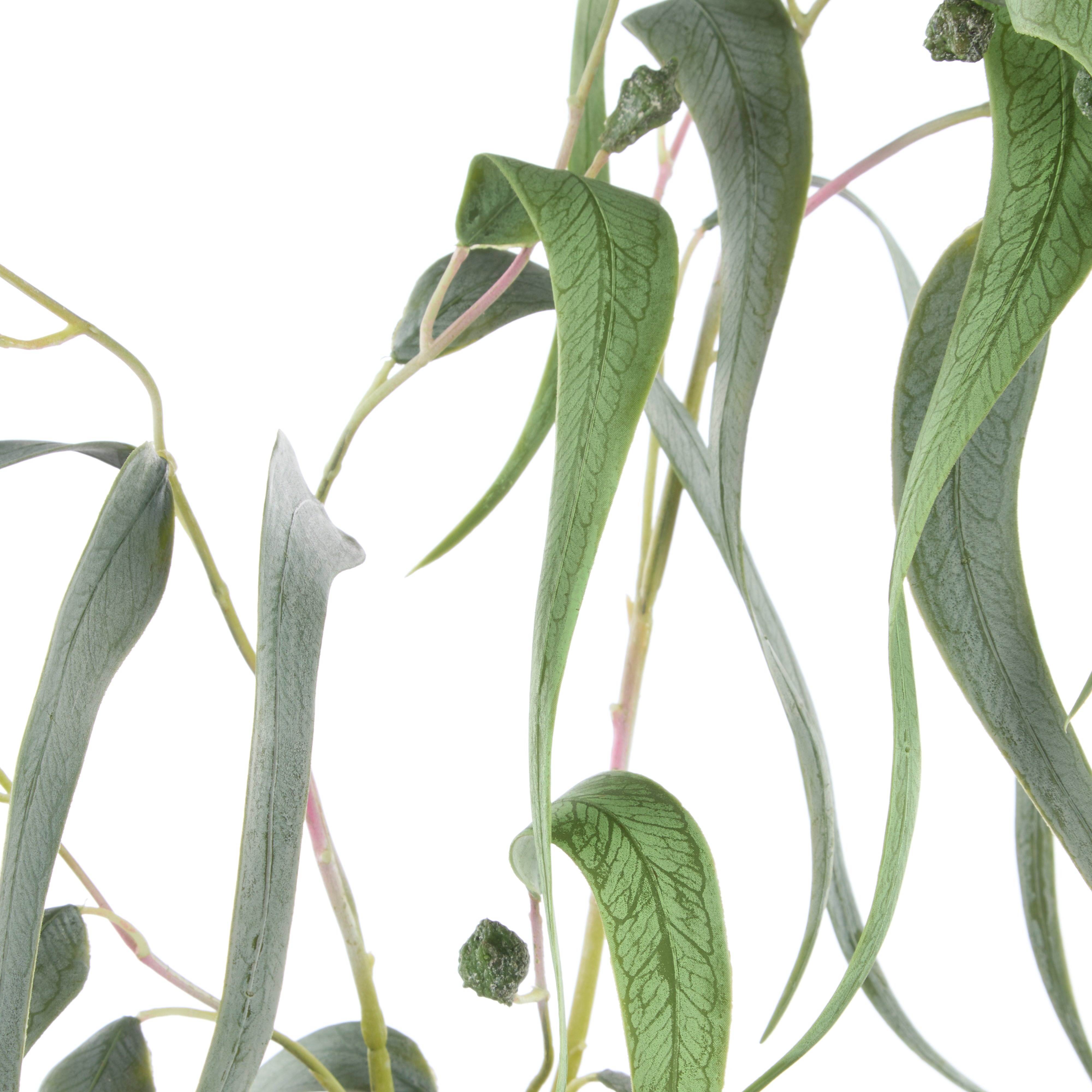 Rogue Eucalyptus Gumnut Bunch